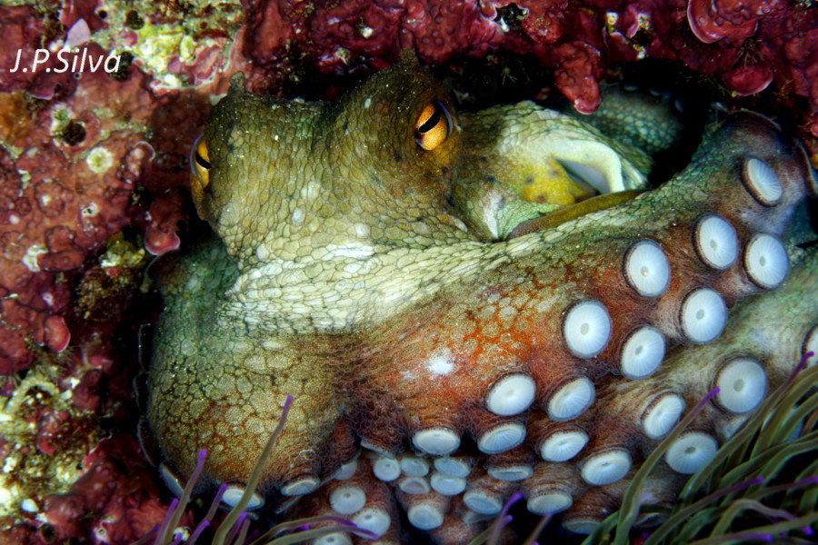 16 Eledone cirrhosa COMPARE Octopus vulgaris