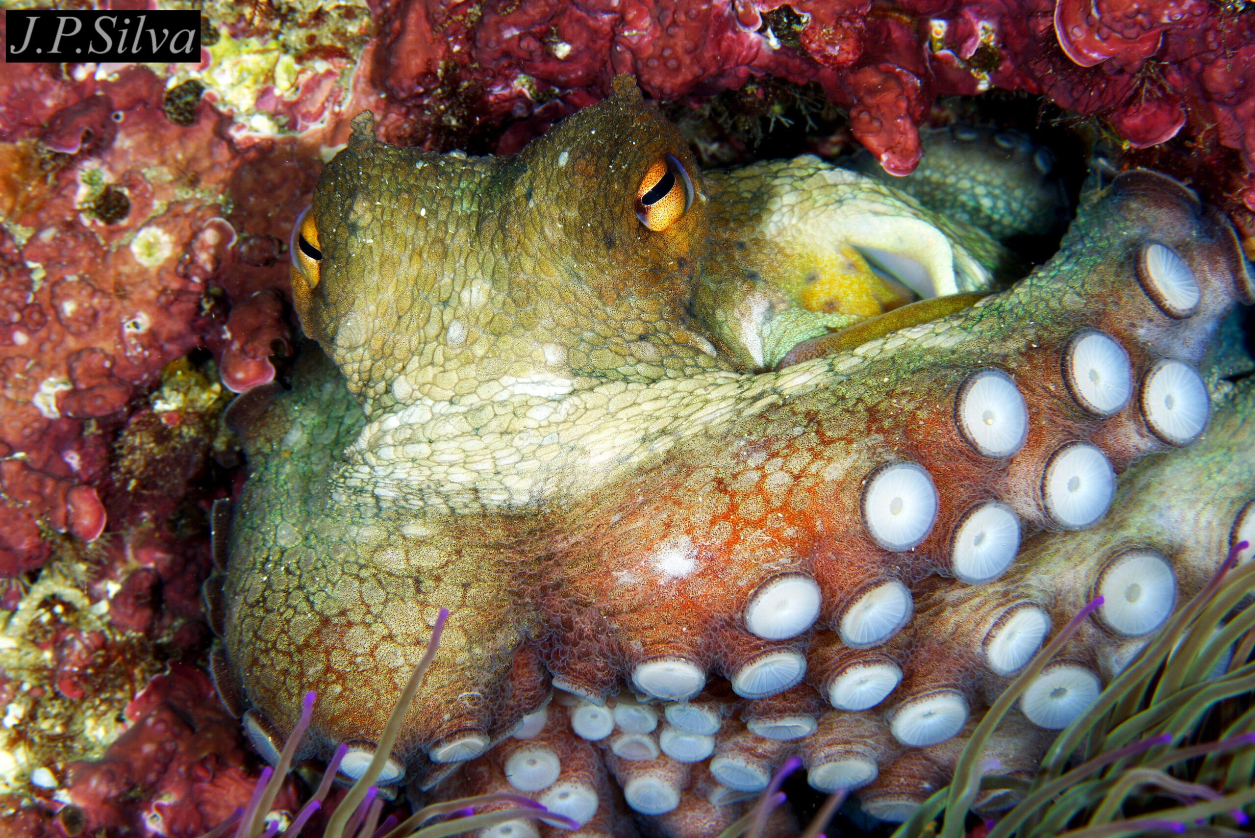 12 Octopus vulgaris