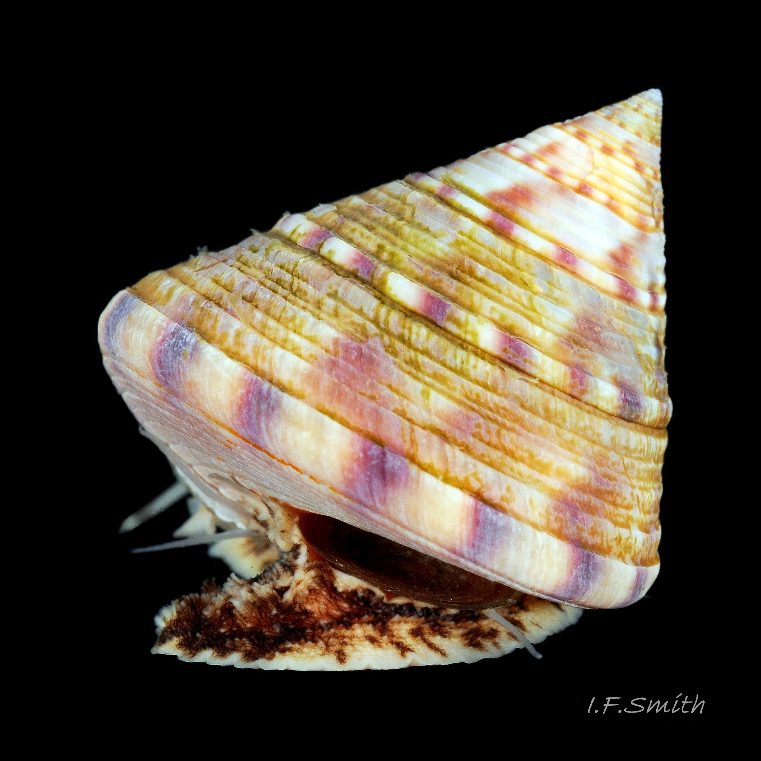 03 Calliostoma zizyphinum