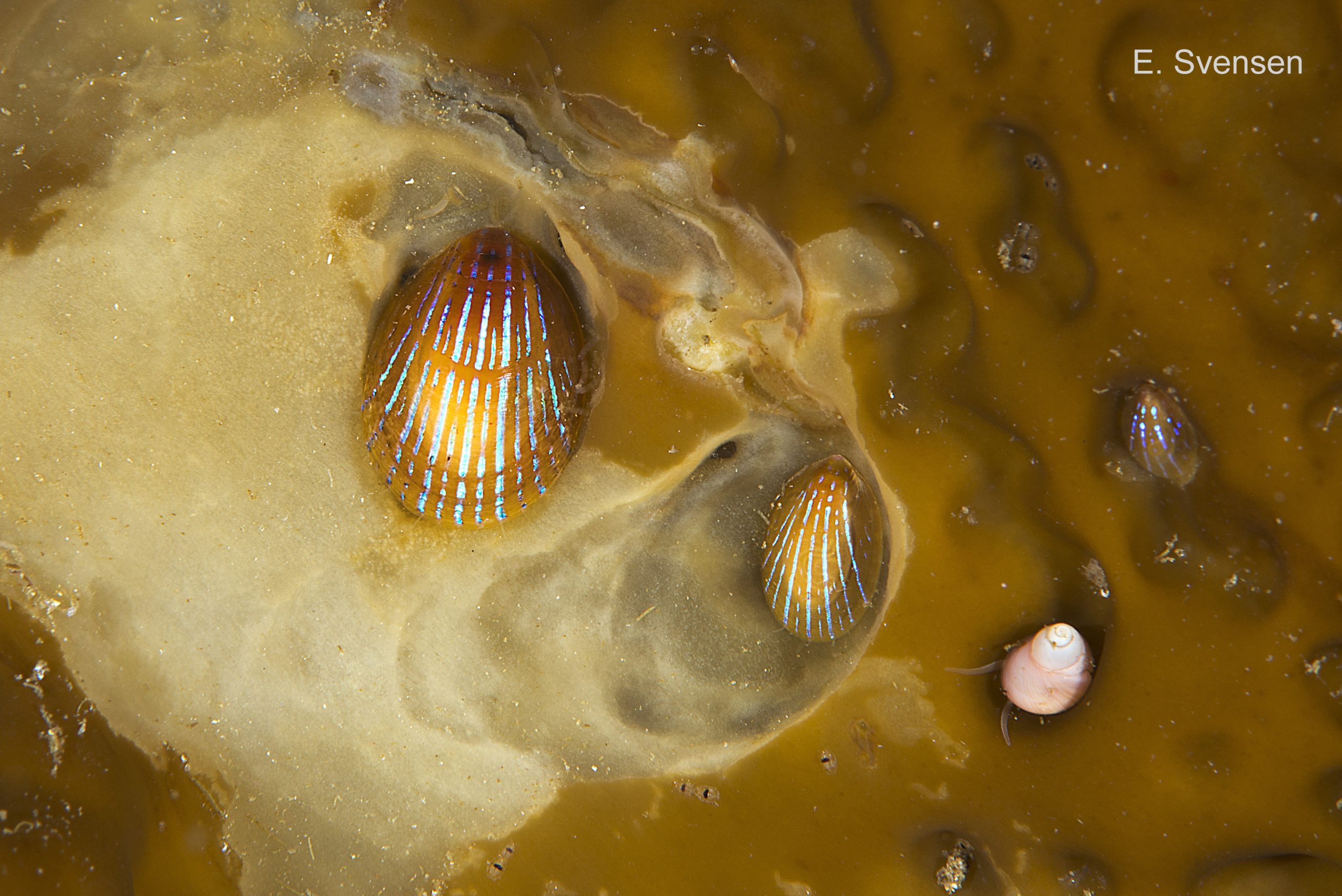 43 Patella pellucida. Juveniles, Growth Stage 3 (GS3) . October 2012. Sublittoral. Egersund, S. Norway. © E. Svensen.