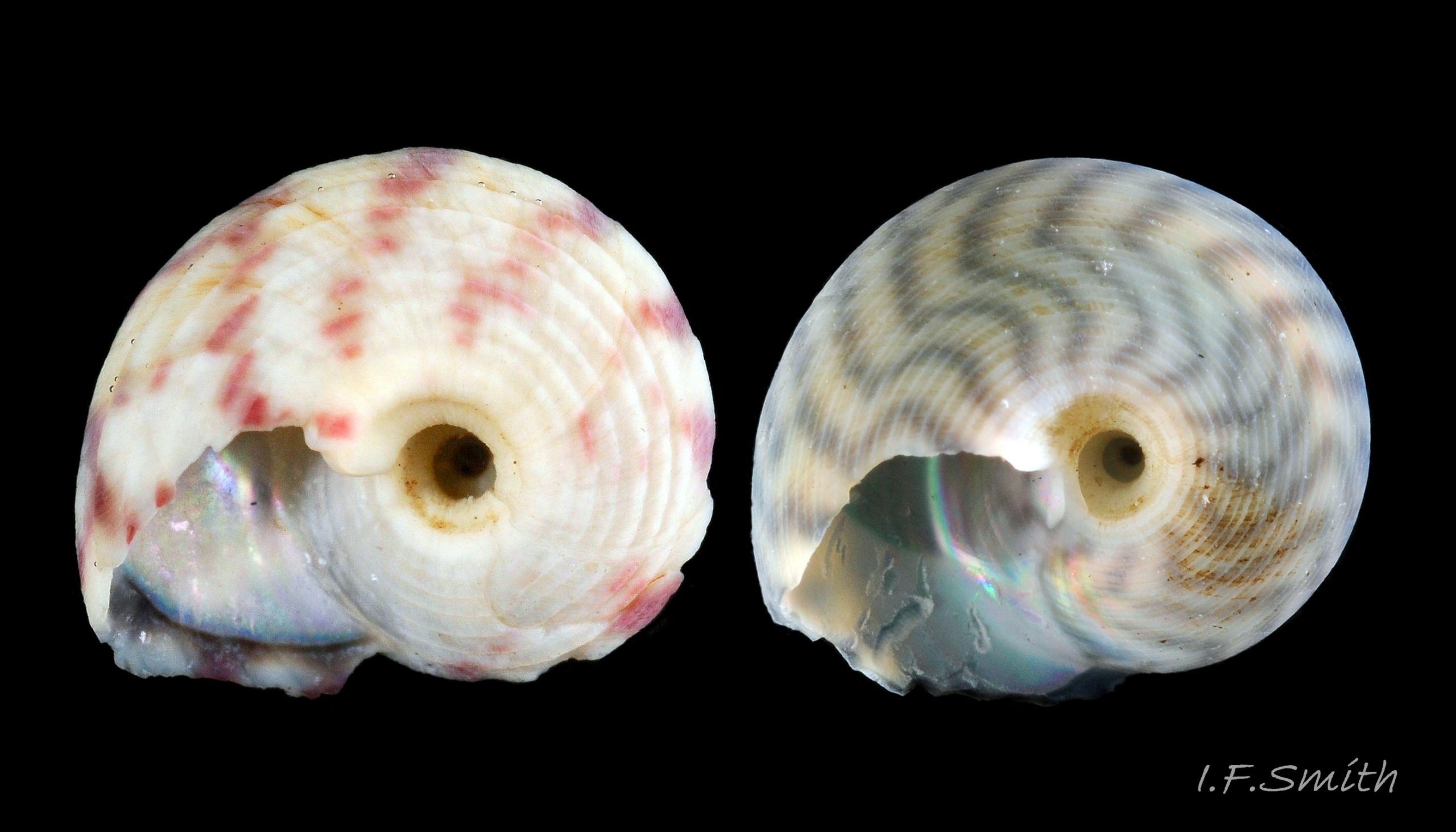 27 Comparison small G. umbilicalis and G. cineraria.