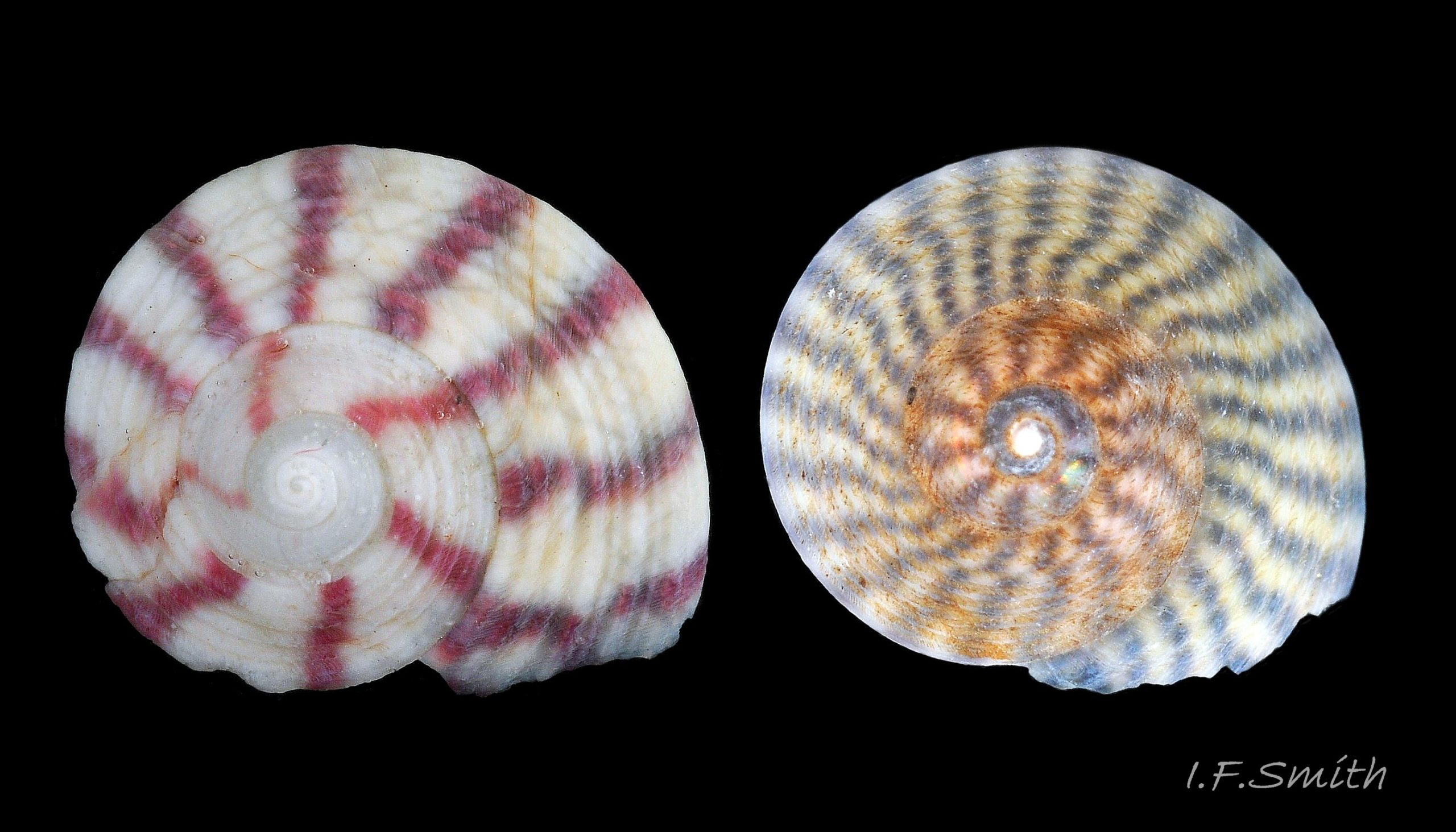26 Comparison small S. umbilicalis and S. cineraria.
