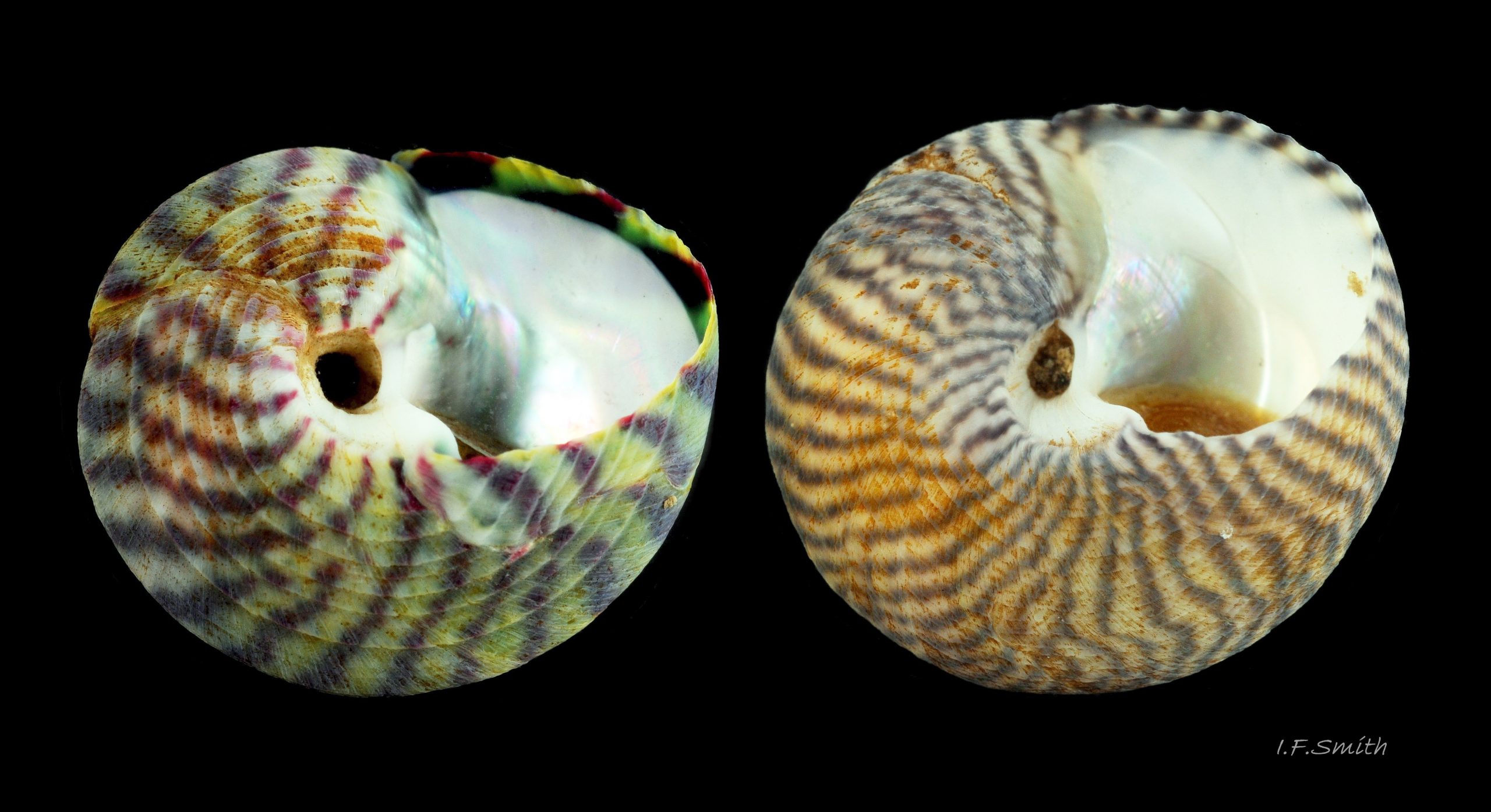 25 Comparison of medium-sized S. umbilicalis and S. cineraria. Aug. 2013. Menai Strait, Wales.