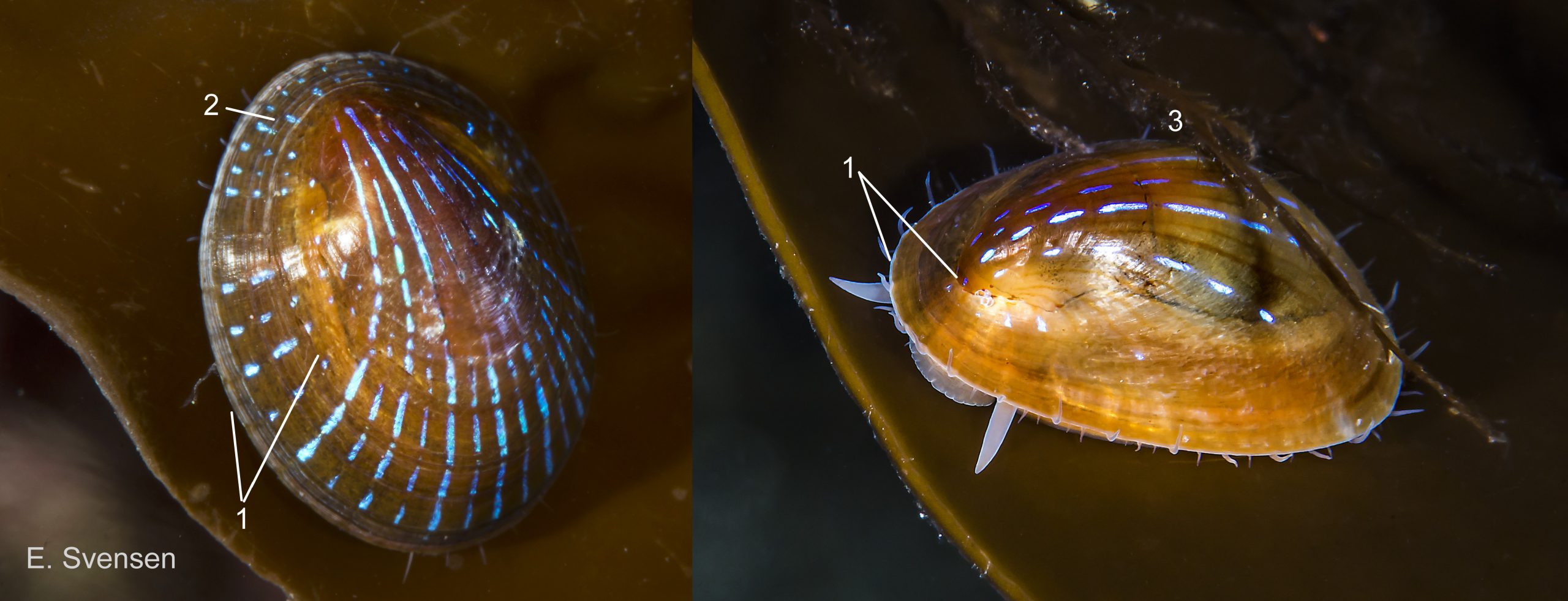 44 Patella pellucida. Early adults, Growth stage 4 (GS4), on Laminaria hyperborea frond. February 2013 (left) and July 2015. Sublittoral. Egersund, S. Norway. © E. Svensen.