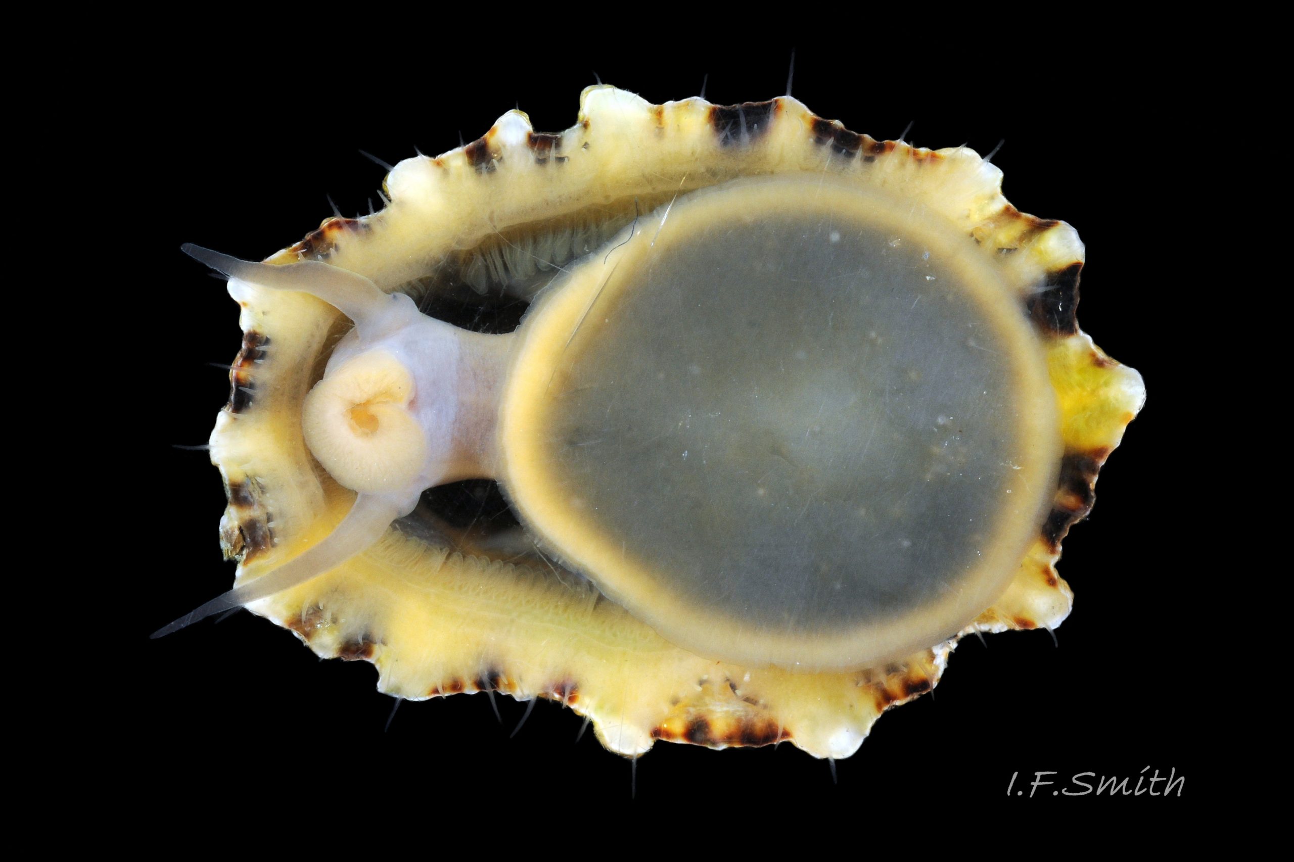 06 Patella shell. Underside of live Patella vulgata.