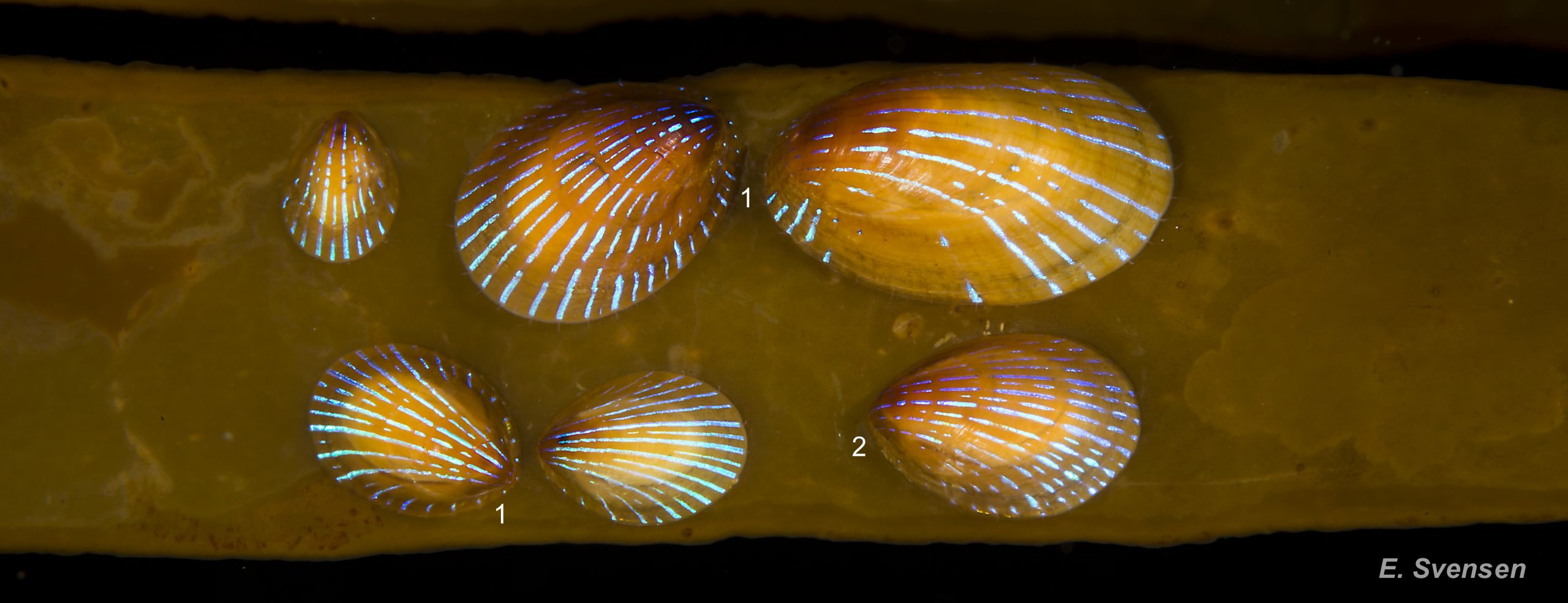 45 Patella pellucida. Growth Stages 3 (top left) & 4 (GS3 & 4) on Laminaria hyperborea frond.  October 2013. Sublittoral. Egersund, S. Norway. © E. Svensen.