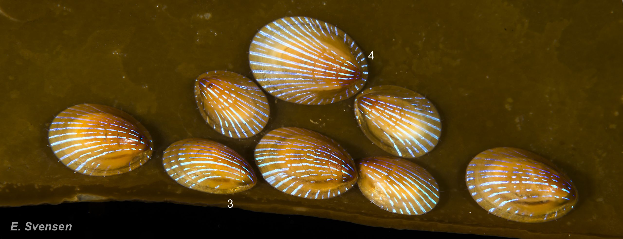 42 Patella pellucida. Juveniles and early adults, Growth Stages 3 & 4 (GS3 & 4). October 2013. Sublittoral. Egersund, S. Norway. © E. Svensen.