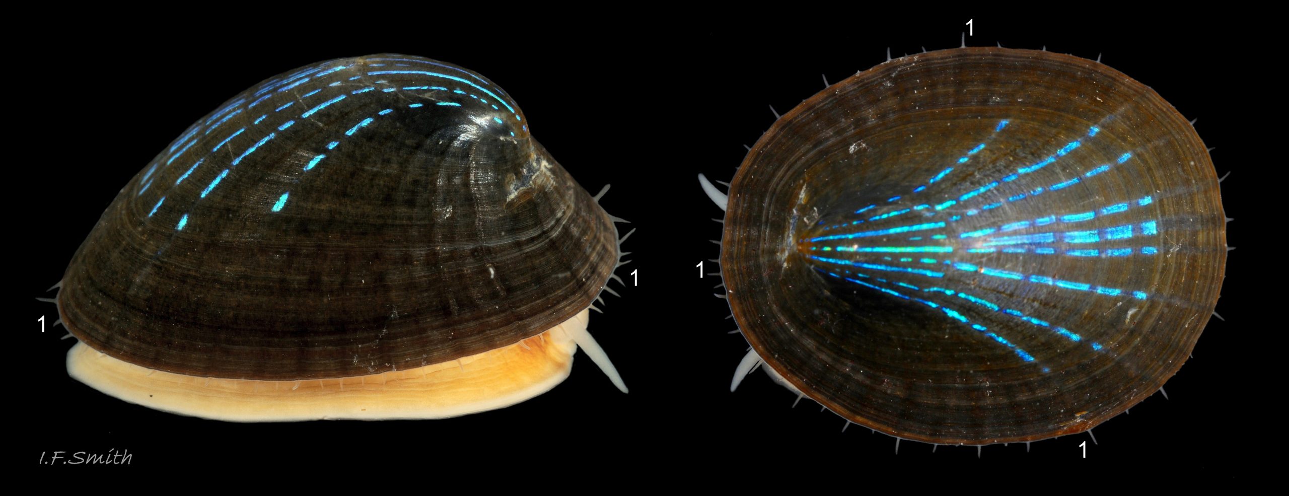 67 Patella pellucida .Shell length 19.3mm. Growth Stage 5 frond dweller (GS5f). March 2014. Menai Strait, Wales.