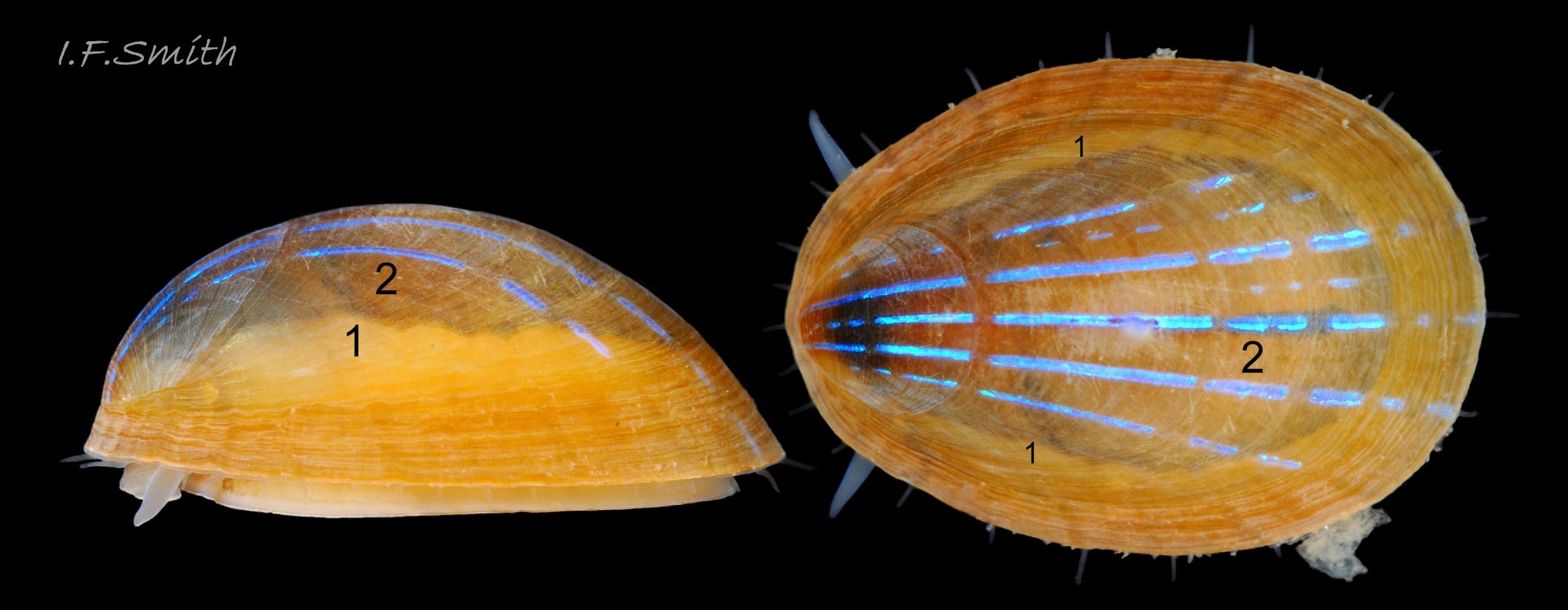 18 Patella pellucida. Length 10.2mm. Early adult, Growth Stage 4 frond dweller (GS4f), on Laminaria frond. March 2014. Littoral. West Anglesey, Wales.