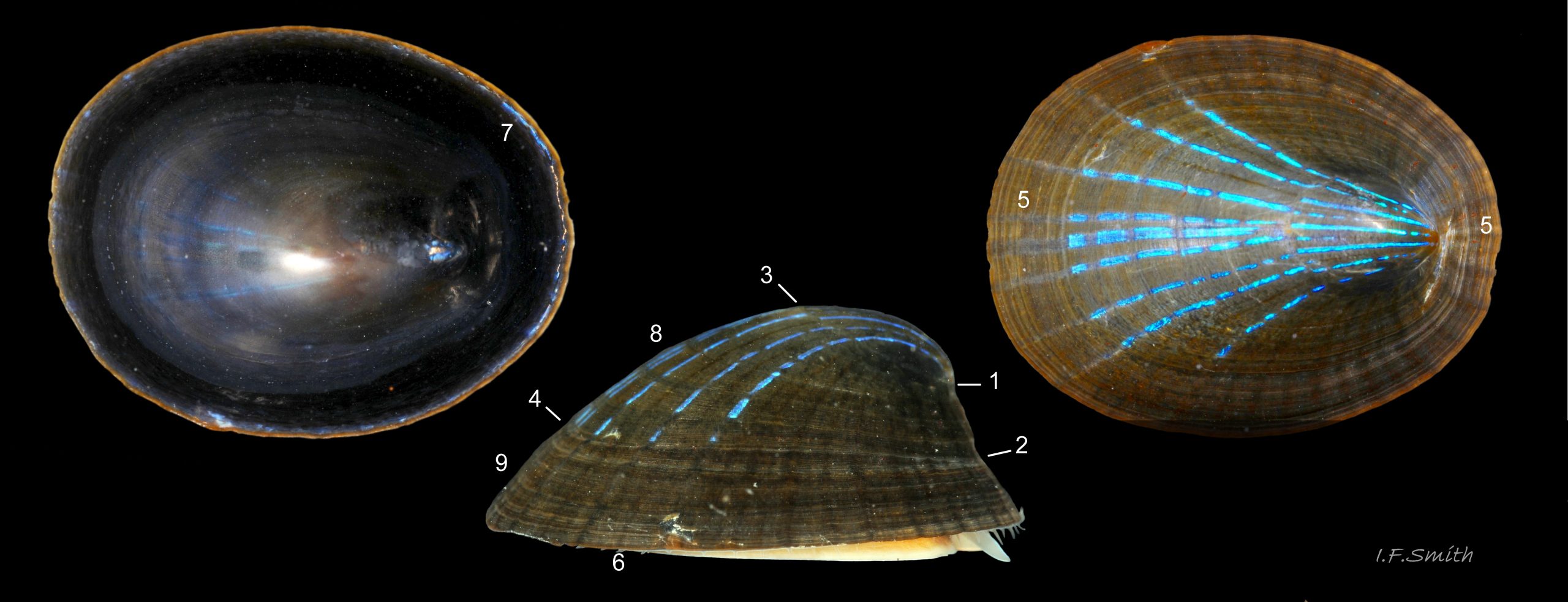 21 Patella pellucida. Length L19.3mm, H7.7mm. Growth Stage 5 frond dweller (GS5f). March 2014. Menai Strait, Wales.