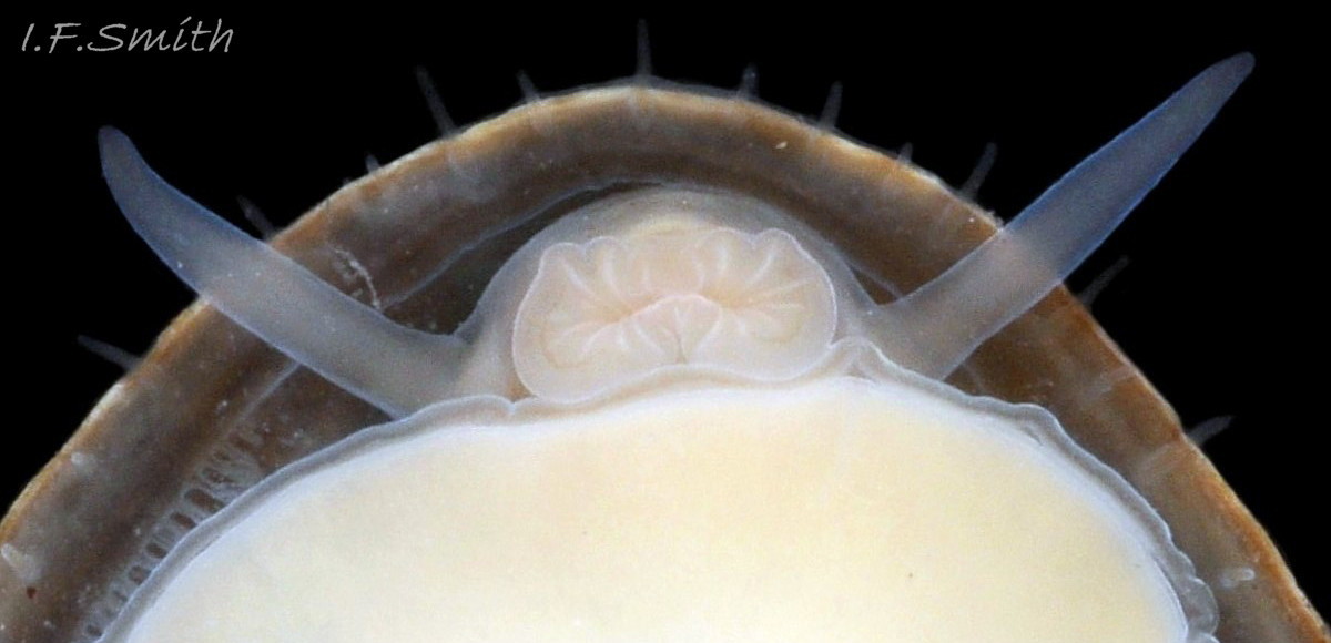 59 Patella pellucida.  Shell length 10.4mm. Early adult, Growth Stage 4 frond dweller (GS4f). March 2014. Littoral. West Anglesey, Wales.