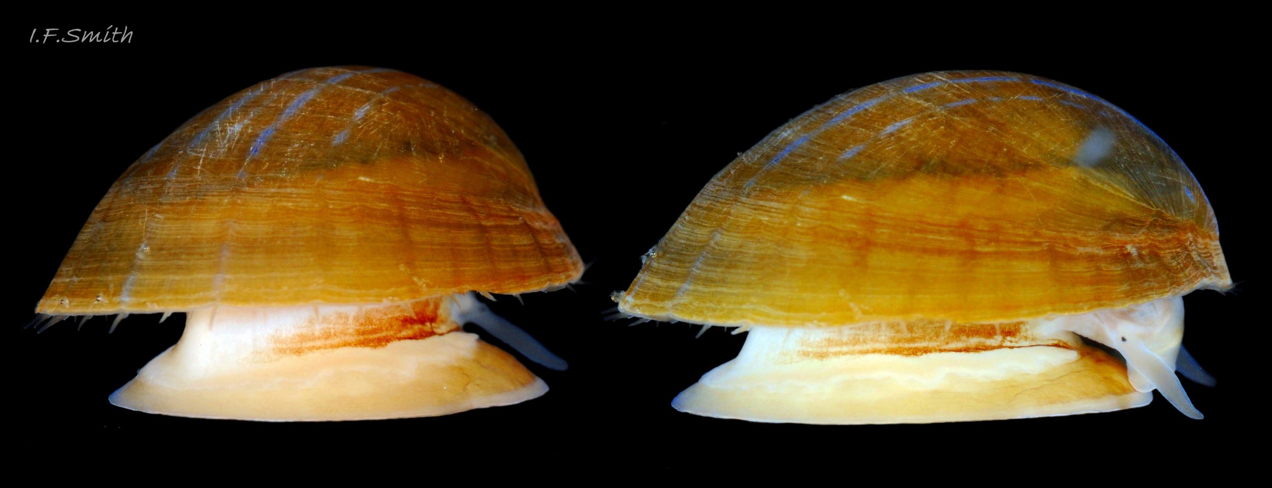 57 Patella pellucida. Shell length 10.2mm. Early adult, Growth Stage 4 frond dweller (GS4f). March 2014. Littoral. West Anglesey, Wales.