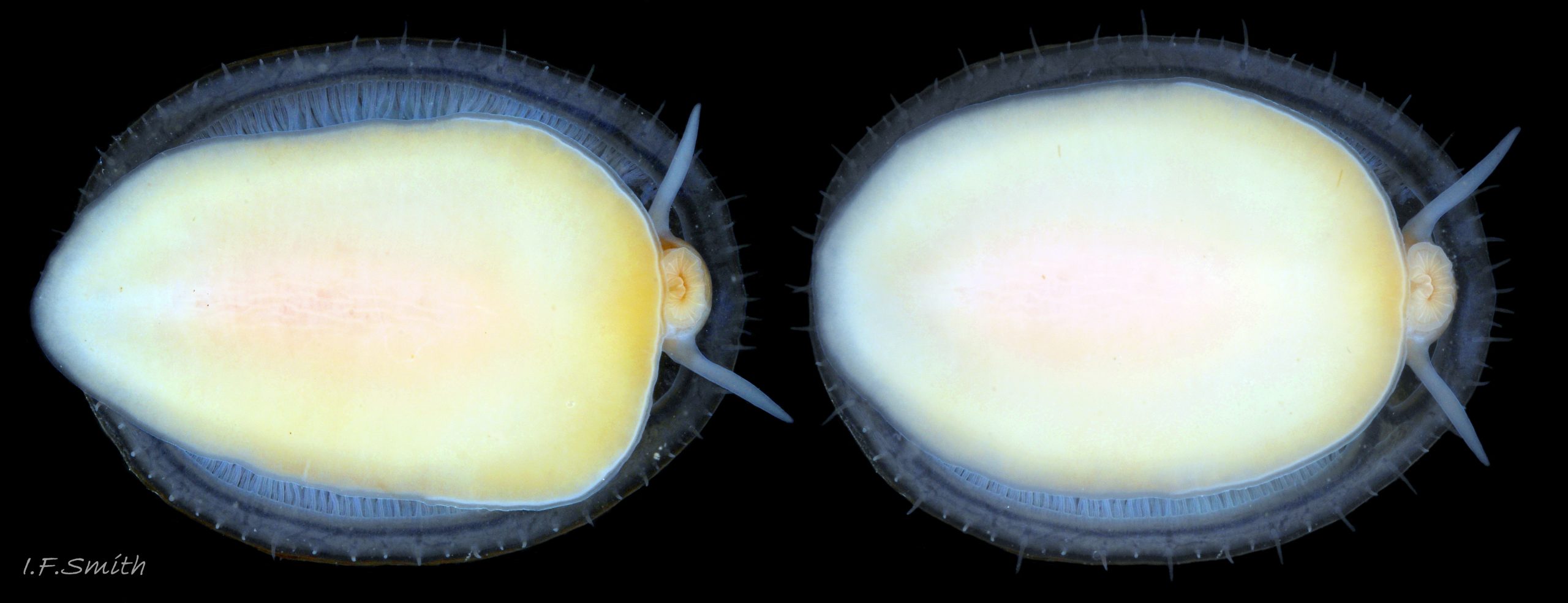 70 Patella pellucida. Shell length 19.3mm. Growth Stage 5 frond dweller (GS5f). March 2014. Menai Strait, Wales.