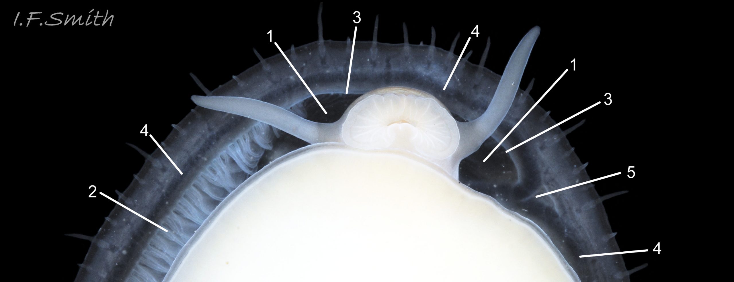 64 Patella pellucida.  Shell length 19.3mm. Growth Stage 5 frond dweller (GS5f). March 2014. Menai Strait, Wales.