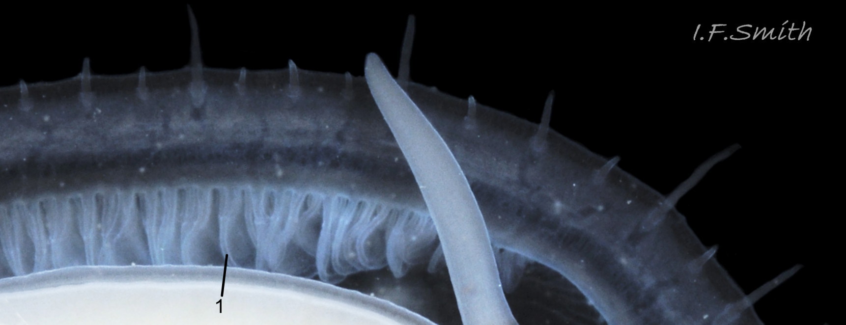 75 Patella pellucida.  Shell length 19.3mm. Growth Stage 5 frond dweller (GS5f). March 2014. Menai Strait, Wales.