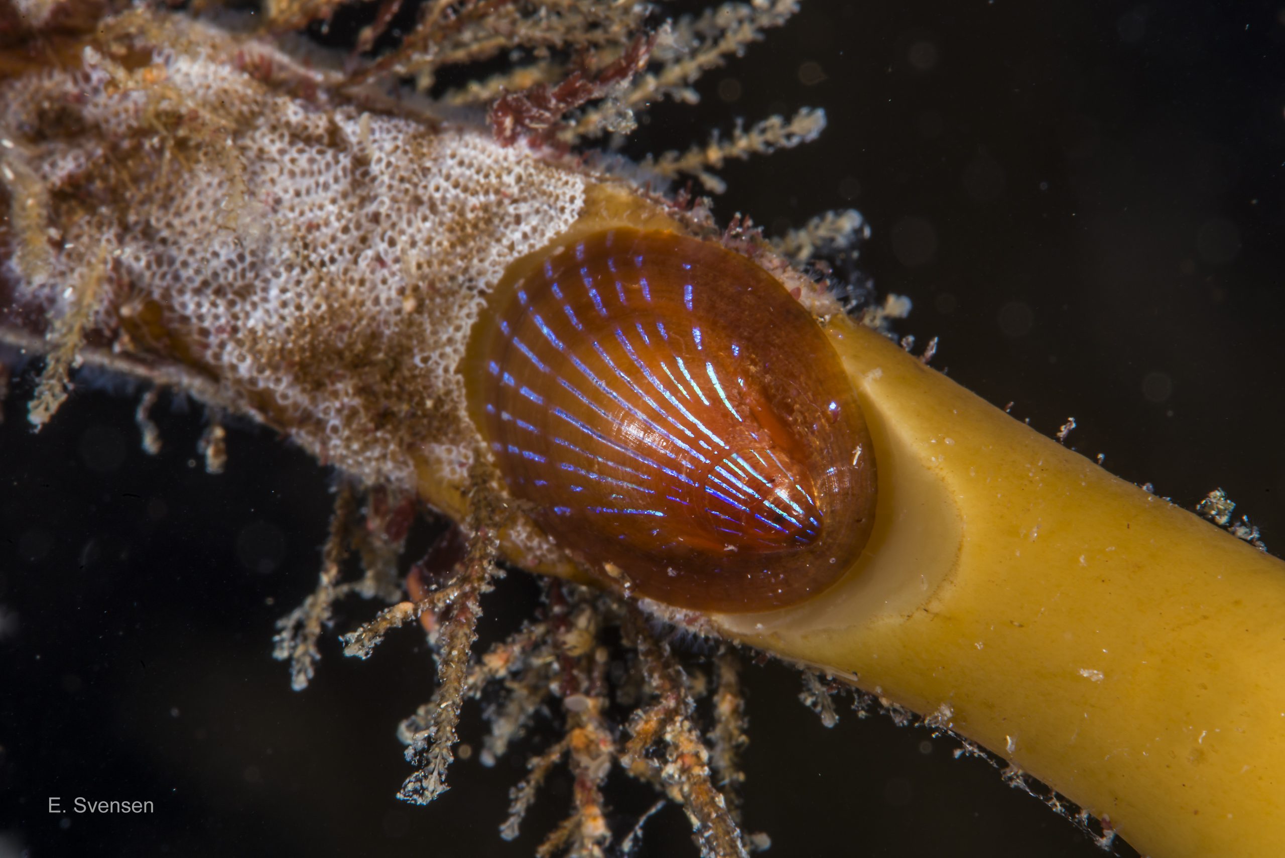 52 Patella pellucida. Growth Stage 4s (early adult on stipe). May 2014. Sublittoral. Egersund, S. Norway. © E. Svensen.