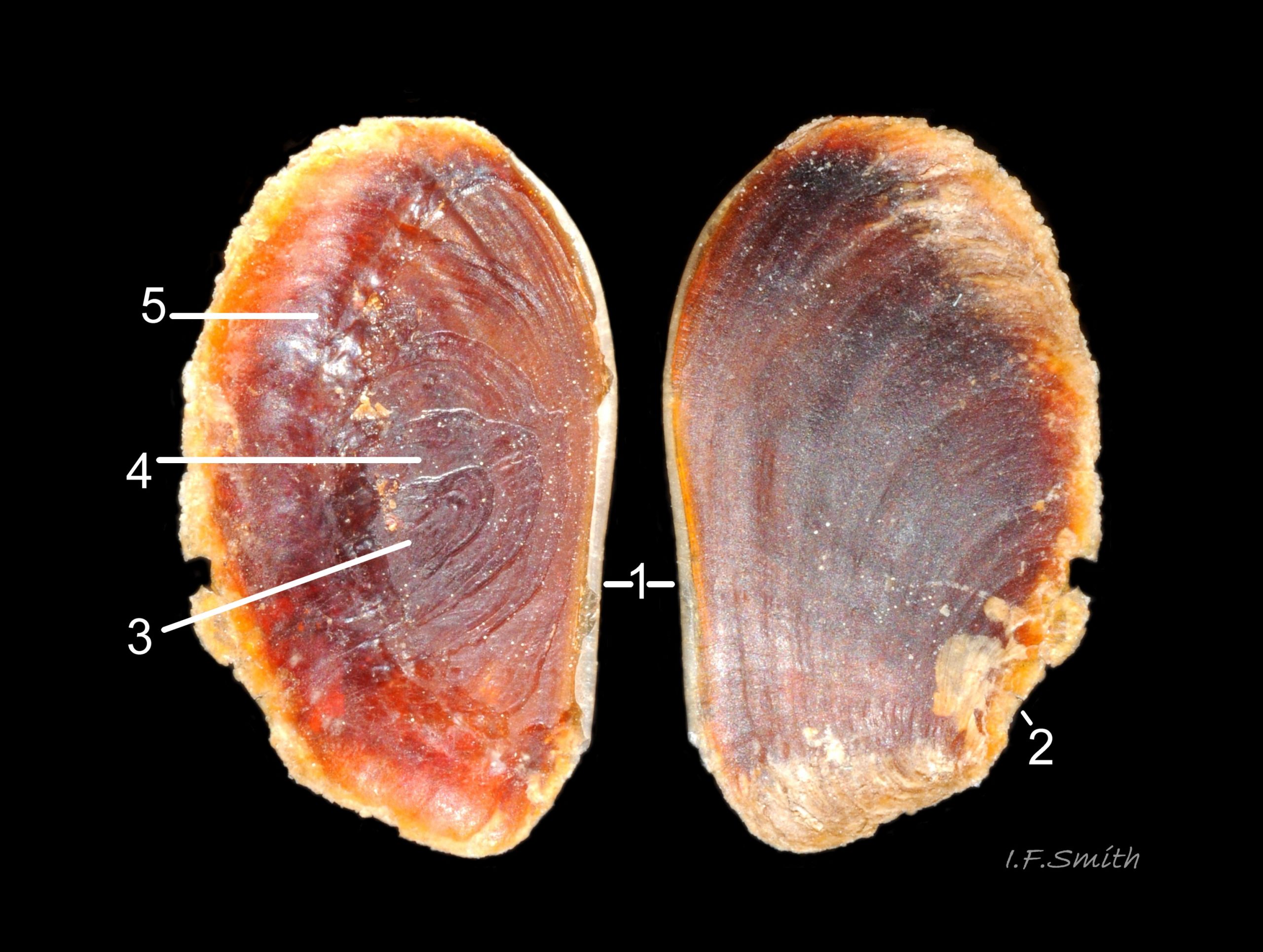 20 Nucella lapillus. Operculum 9.5mm long from adult with shell 40.6mm high. Menai Strait, Wales. June 2013.