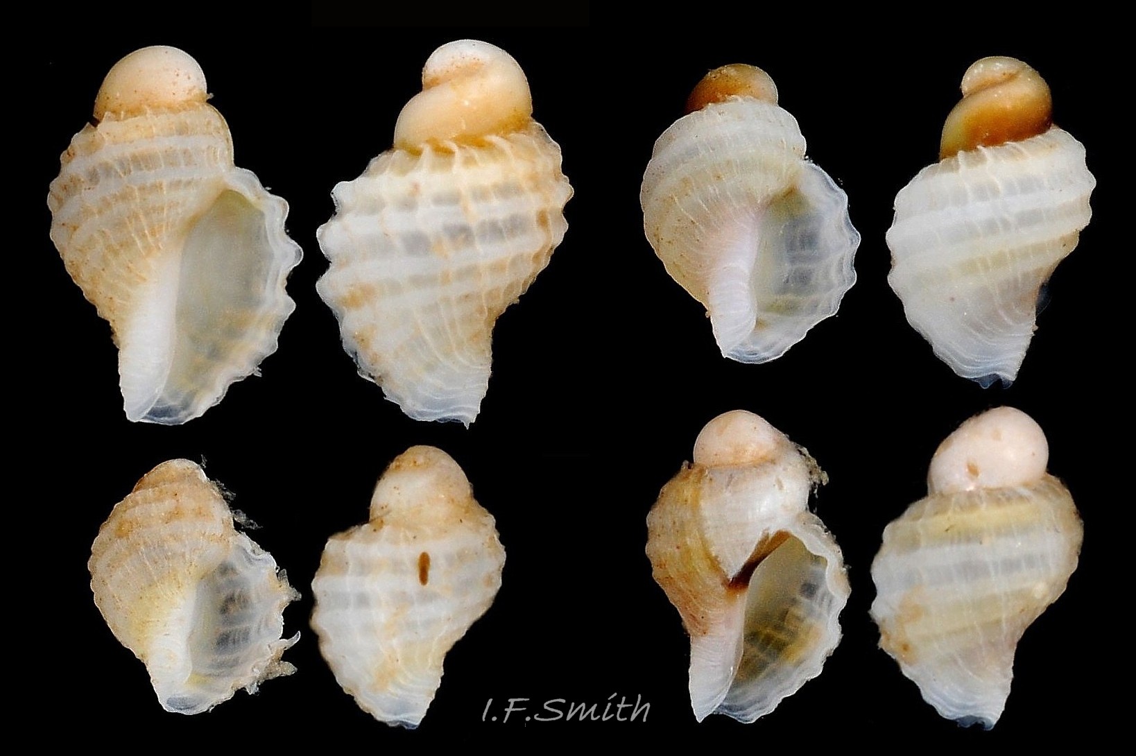 13 Nucella lapillus. Juveniles 2.2 mm to 3 mm high. Menai Strait, Wales. August 2013.