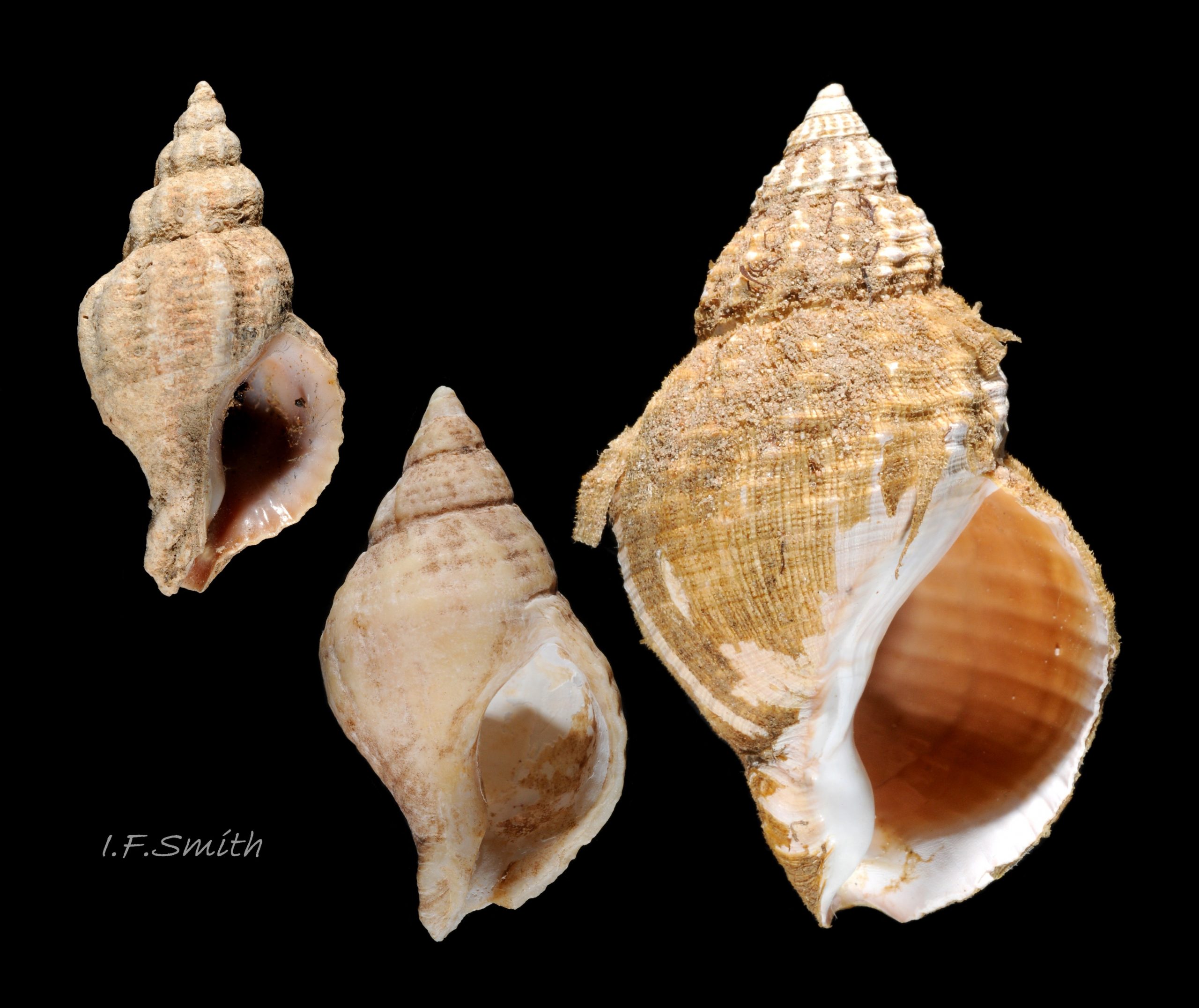 39 Nucella lapillus 31mmhigh (centre), Urosalpinx cinerea 30mm high (left), & Buccinum undatum 52mm high (right).