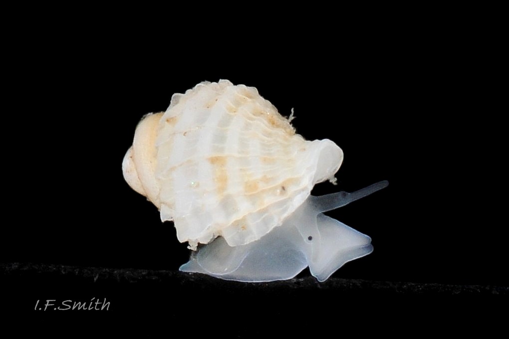 33 Nucella lapillus. Juvenile. Shell height 3mm. Menai Strait, Wales. August 2013.