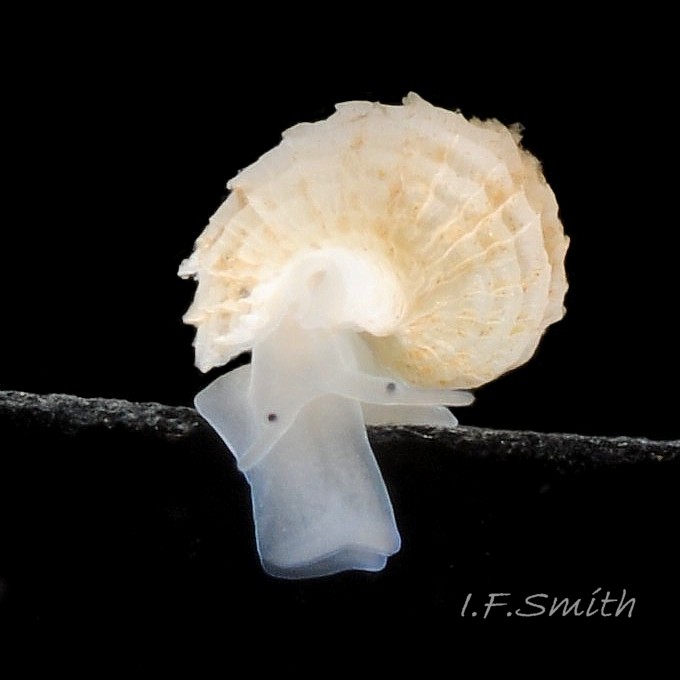31 Nucella lapillus. Juvenile. Shell height 3mm. Menai Strait, Wales. August 2013.