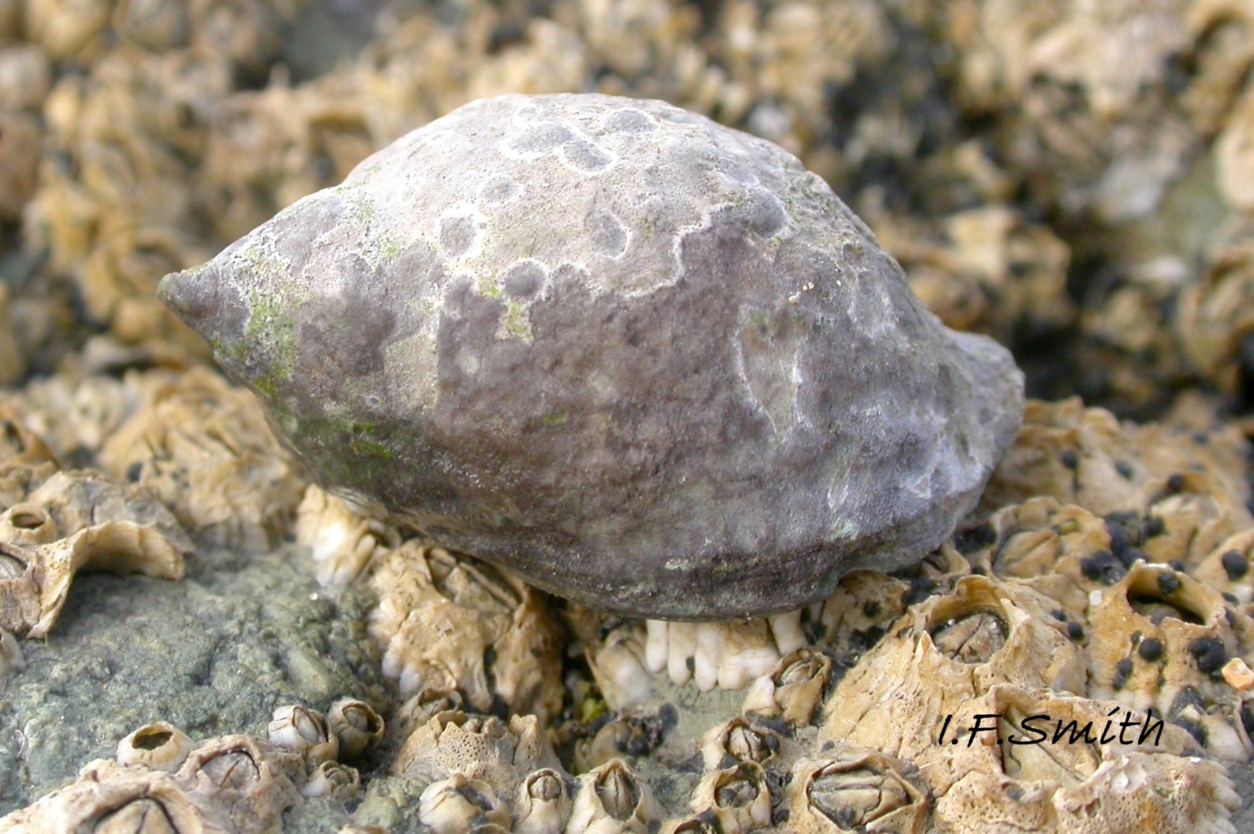 19 Nucella lapillus. Lleyn Peninsula, Wales. September 2009.