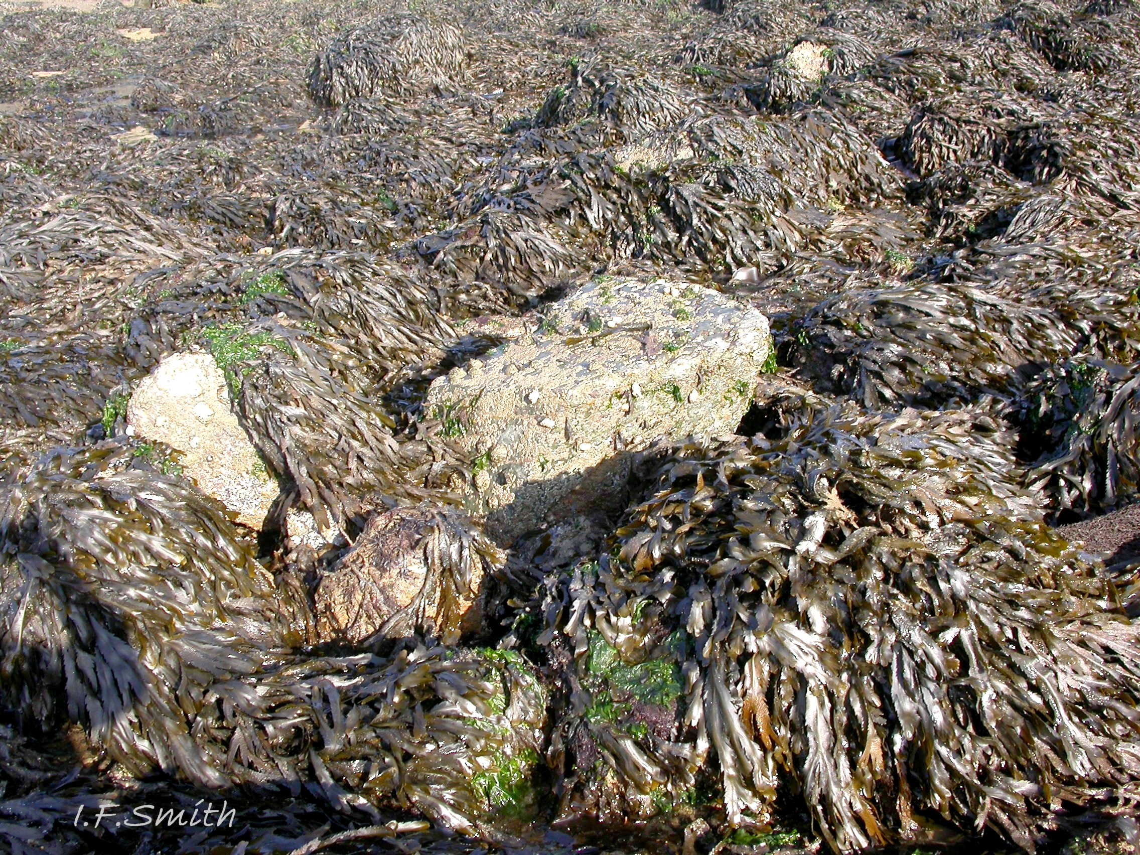 40 Nucella lapillus. Menai Strait, September 2009.