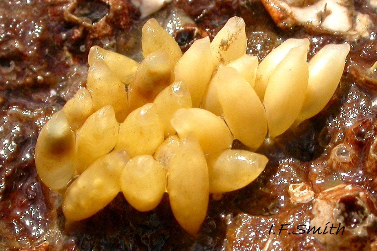 43 Nucella lapillus. Egg capsules. Menai Strait, Wales. March 2010.