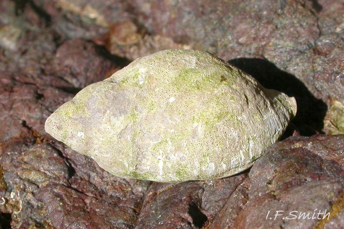 04 Nucella lapillus. Lleyn Peninsula, Wales. September 2009.