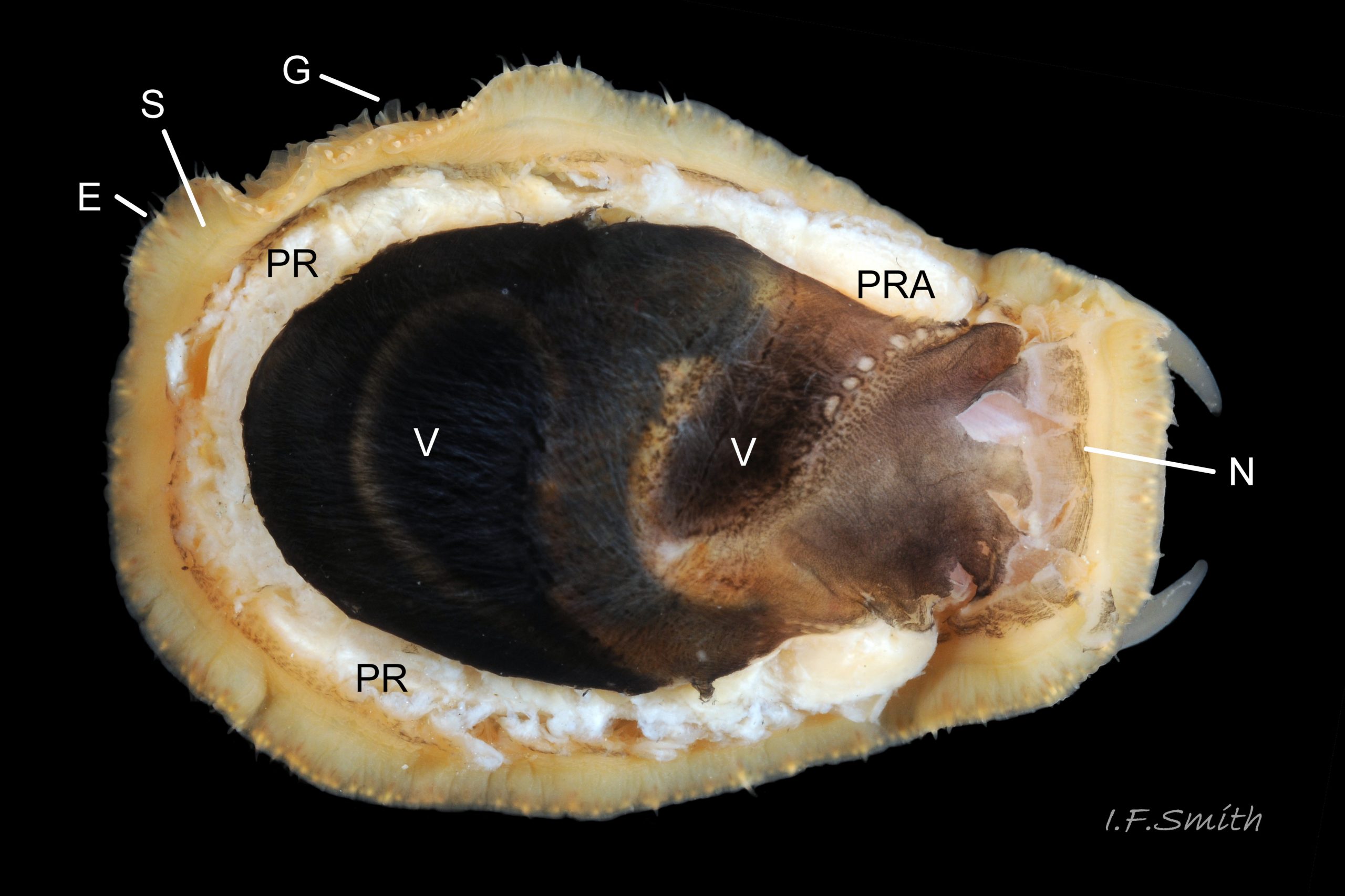 07 Patella. Full grown (shell length 40 mm) Patella ulyssiponensis removed from shell to fully expose mantle.