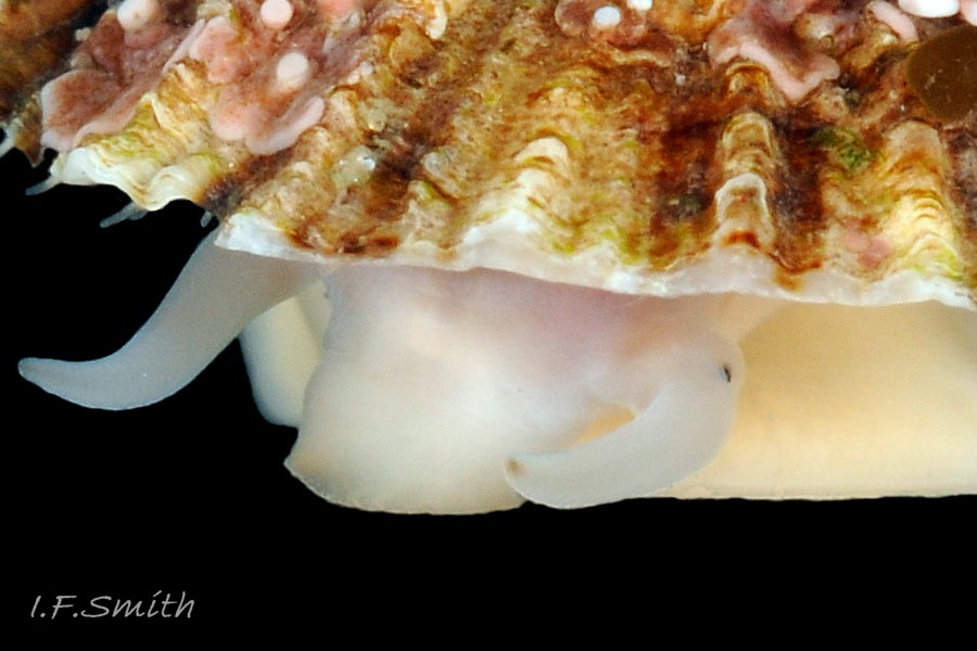 17 Patella ulyssiponensis.Shell length 15.4mm. North Yorkshire. September 2014.