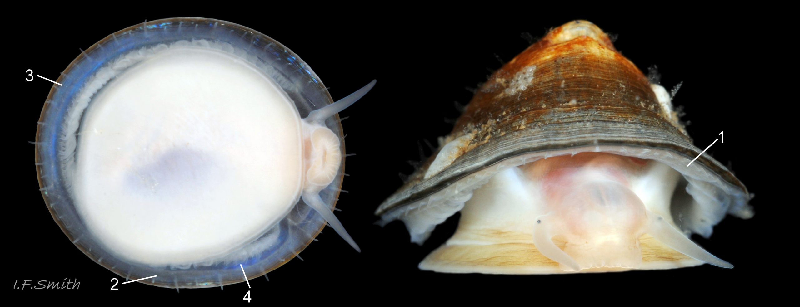 63 Patella pellucida.  Shell length 11.9mm. Growth Stage 5 (GS5h). September 2014. North Yorkshire, England.