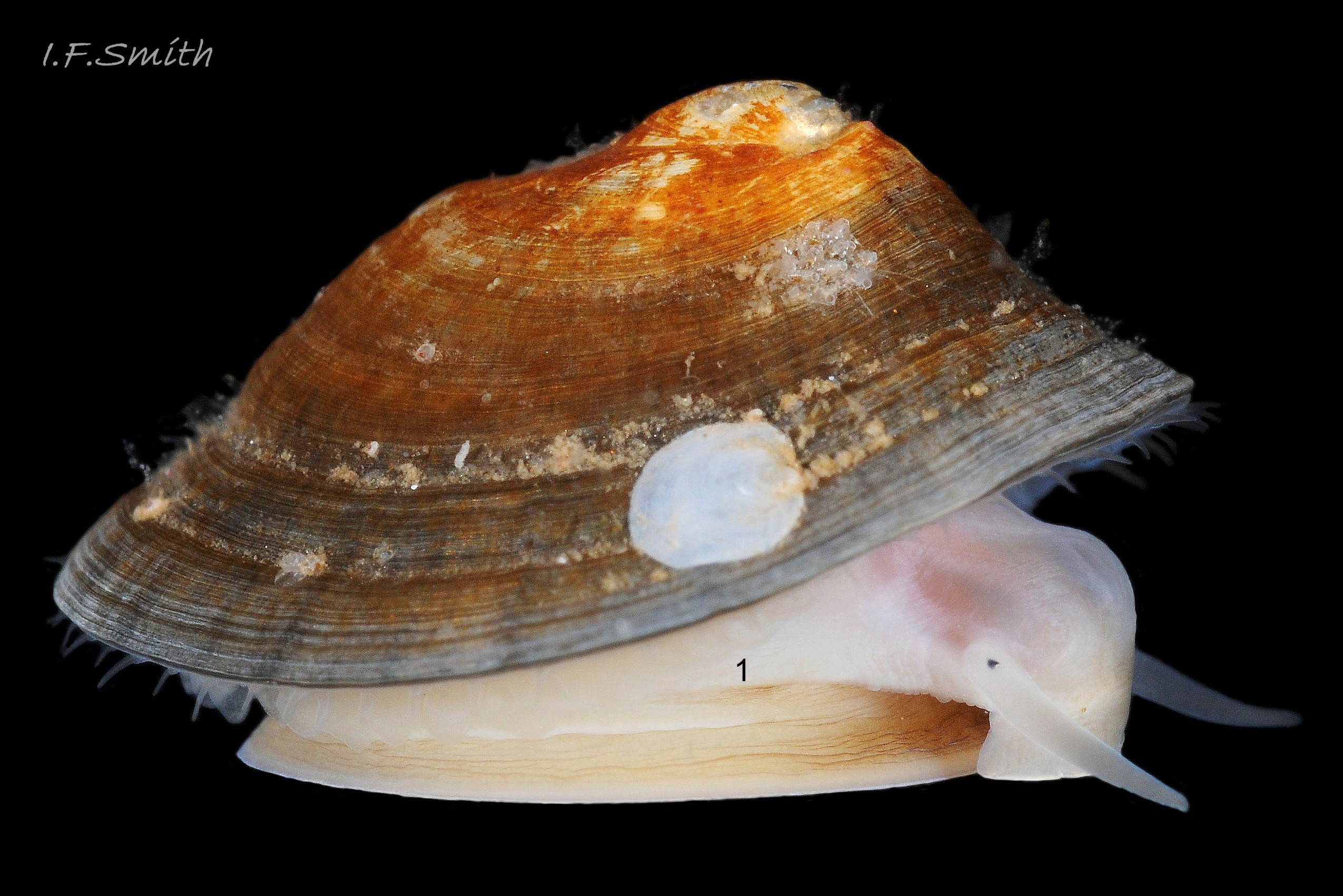 56 Patella pellucida. Shell length 11.9mm. Growth Stage 5 holdfast dweller (GS5h) September 2014. North Yorkshire, England.