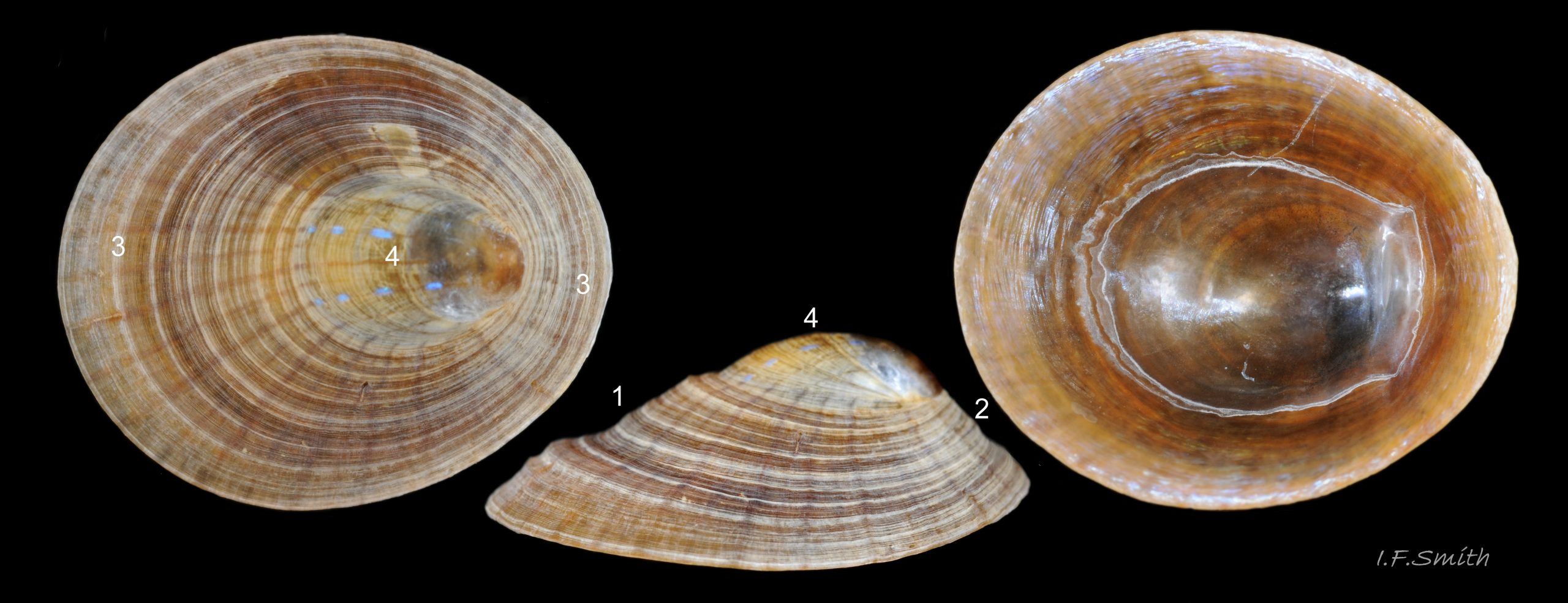 34 Patella pellucida. Length 12.7mm. Growth Stage 5 holdfast dweller (GS5h). September 2014. North Yorkshire, England.