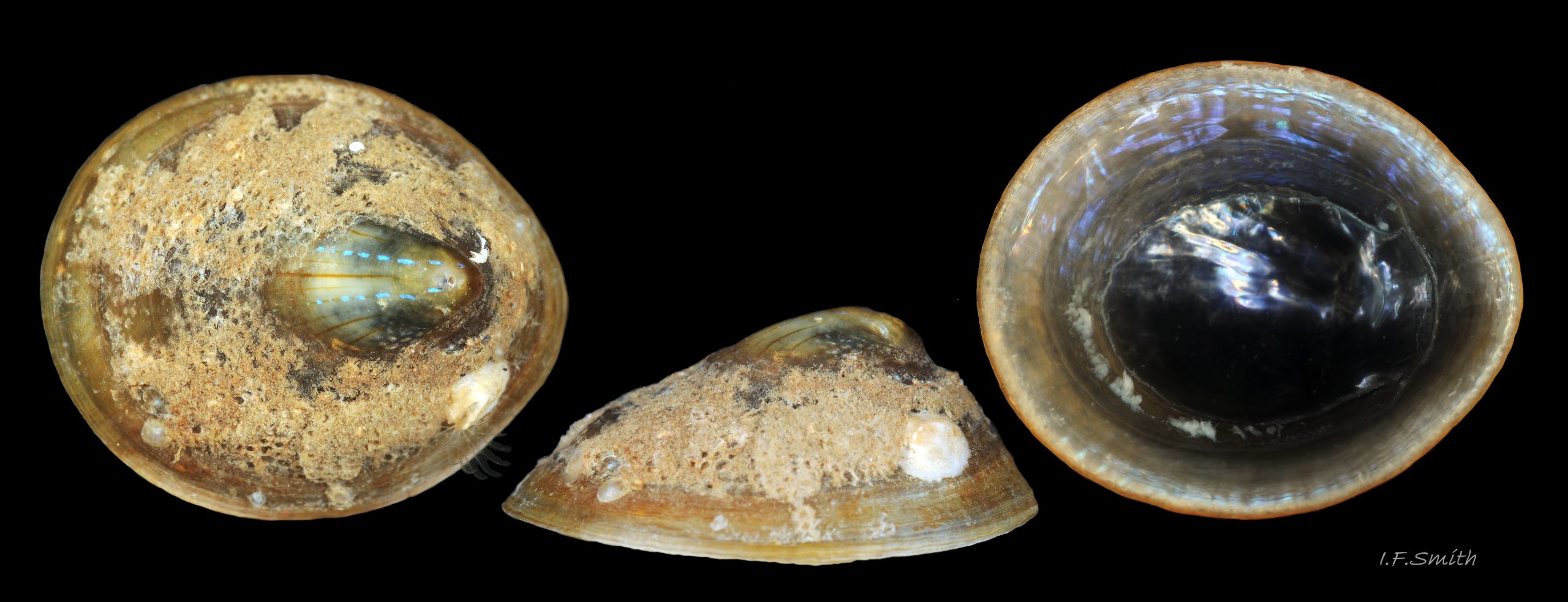 38 Patella pellucida. Length 15mm. Growth Stage 5 holdfast dweller (GS5h). September 2014. North Yorkshire, England.