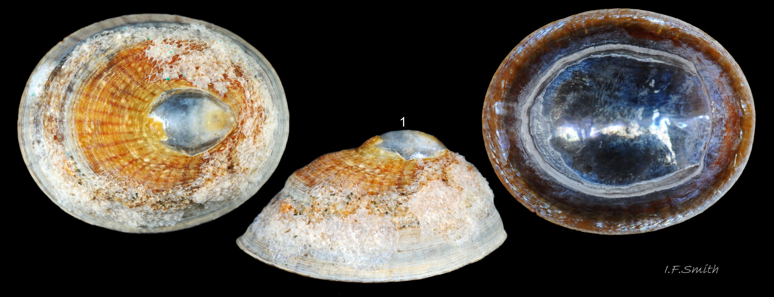 31 Patella pellucida. Length 13.3mm.  Growth Stage 5 holdfast dweller (GS5h). September 2014. North Yorkshire, England.