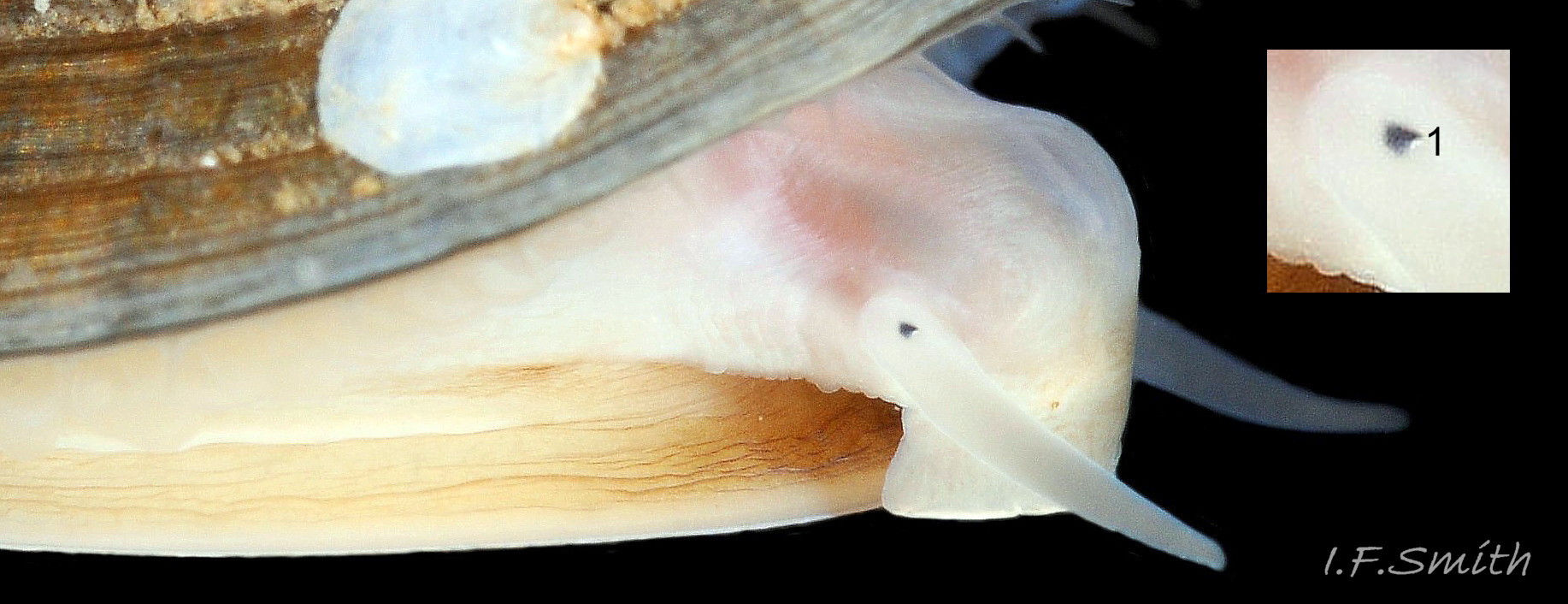 61 Patella pellucida.  Shell length 11.9mm. Growth Stage 5 (GS5h). September 2014. North Yorkshire, England.