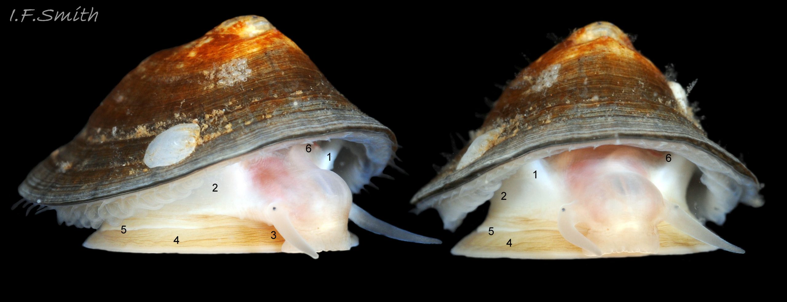 53 Patella pellucida. Shell length 11.9mm. Adult holdfast dweller, Growth Stage 5 (GS5h). September 2014. North Yorkshire, England.