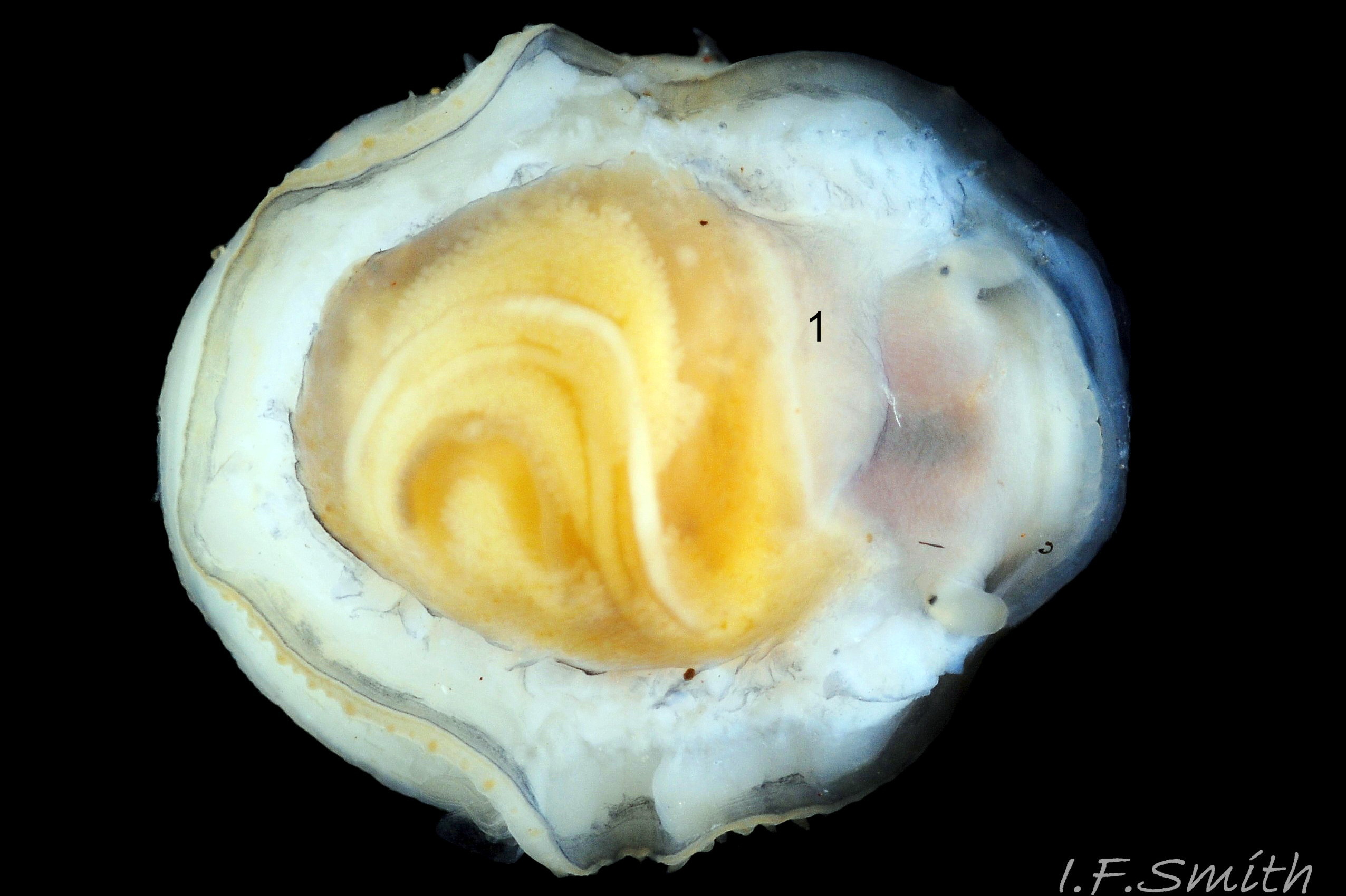 73 Patella pellucida. Shell length 9.2mm. Growth Stage 4 holdfast dweller (GS4h). September 2014. North Yorkshire, England.