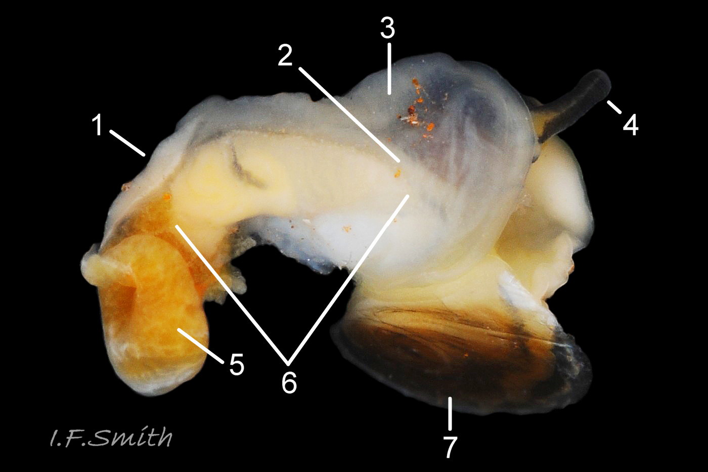 04 Littorina arcana N1168. Female removed from shell 5.7 mm high. N. Yorkshire, September 2014. Specimen N.