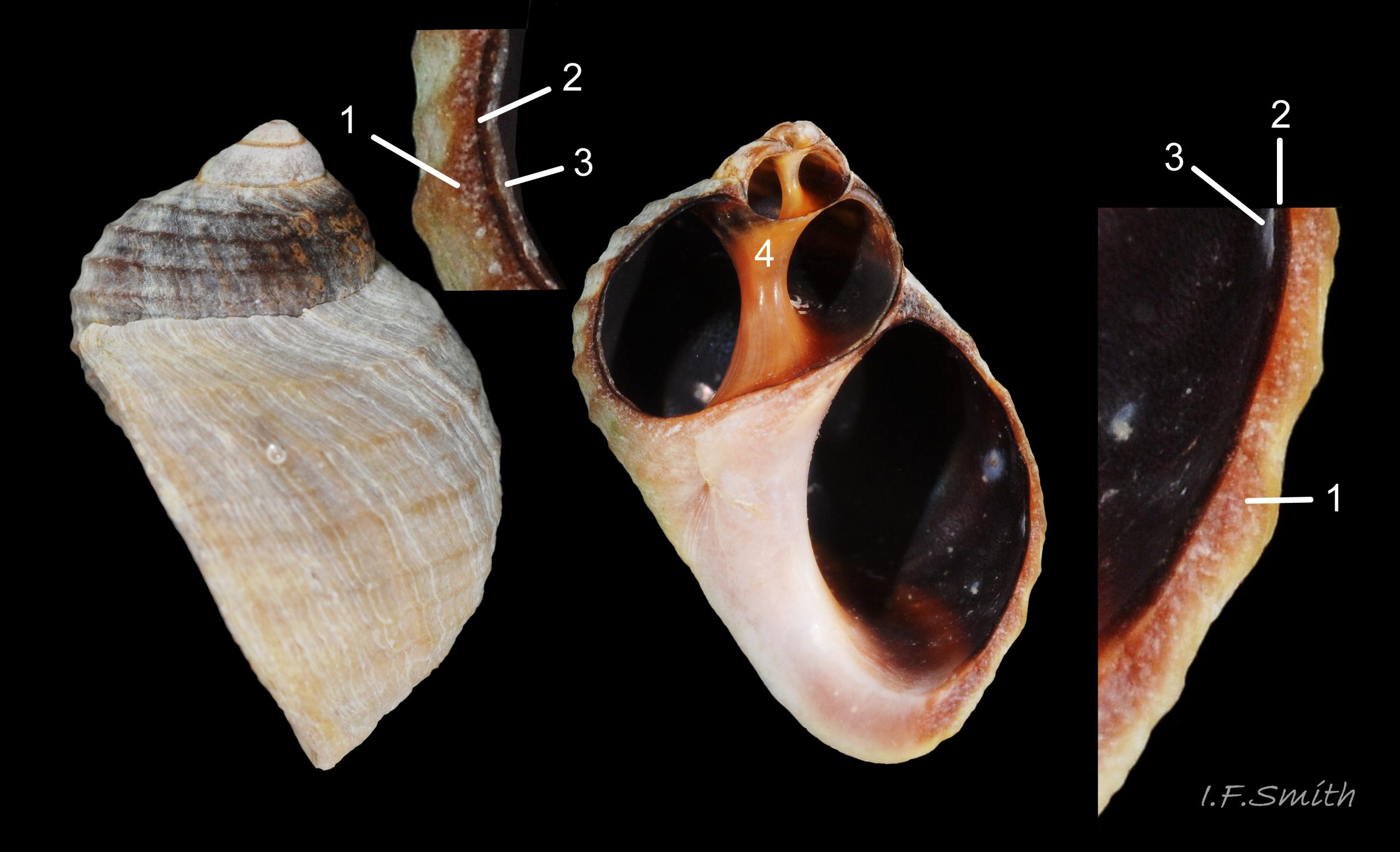 13 Littorina arcana. Sectioned shell to show structure. Insets 3X scale of main subjects. N. Yorkshire, September 2014.