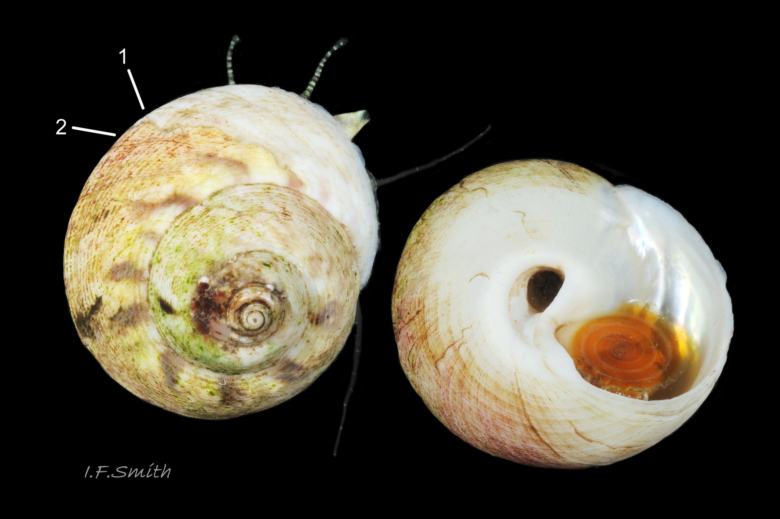 03 Gibbula magus. Height 19.25 mm, breadth 25.5 mm. Cardigan Bay, Wales. 2015.
