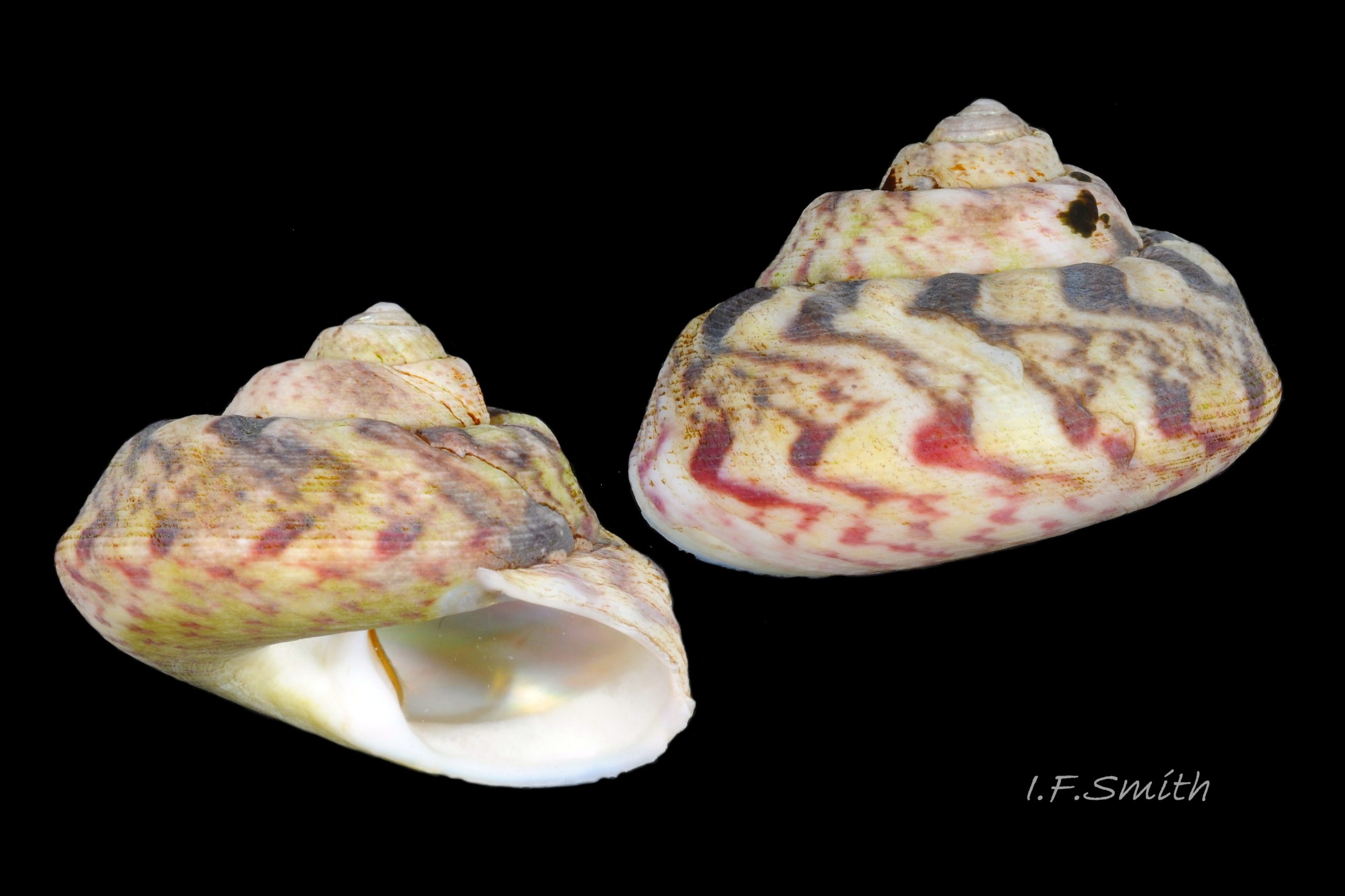 09 Gibbula magus. Height 19 mm, breadth 25 mm.  Cardigan Bay, Wales. 2015.