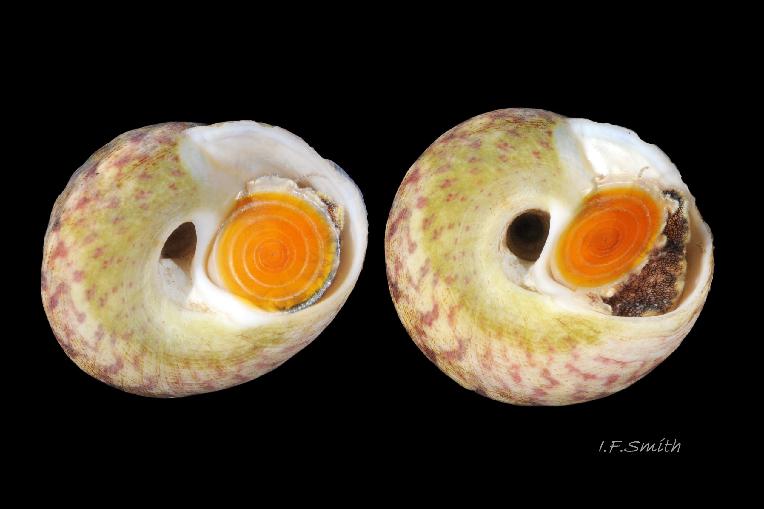 06 Gibbula magus. Height 19 mm, breadth 25 mm. Cardigan Bay, Wales. 2015.