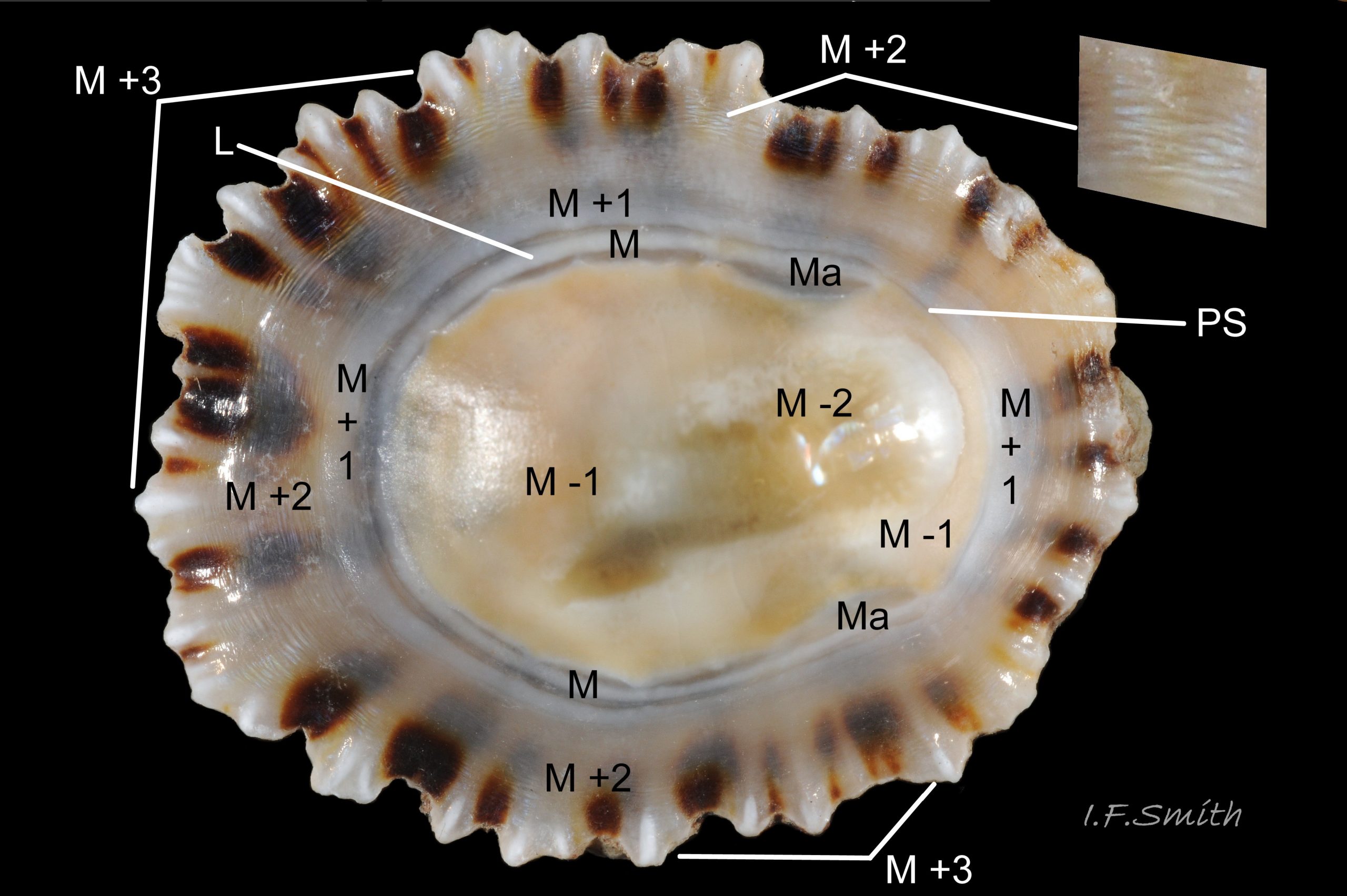 03 Patella shell. Interior of Patella depressa shell. Length 24.9 mm. Inset is close-up of concentric iridescent ripples in M +2.