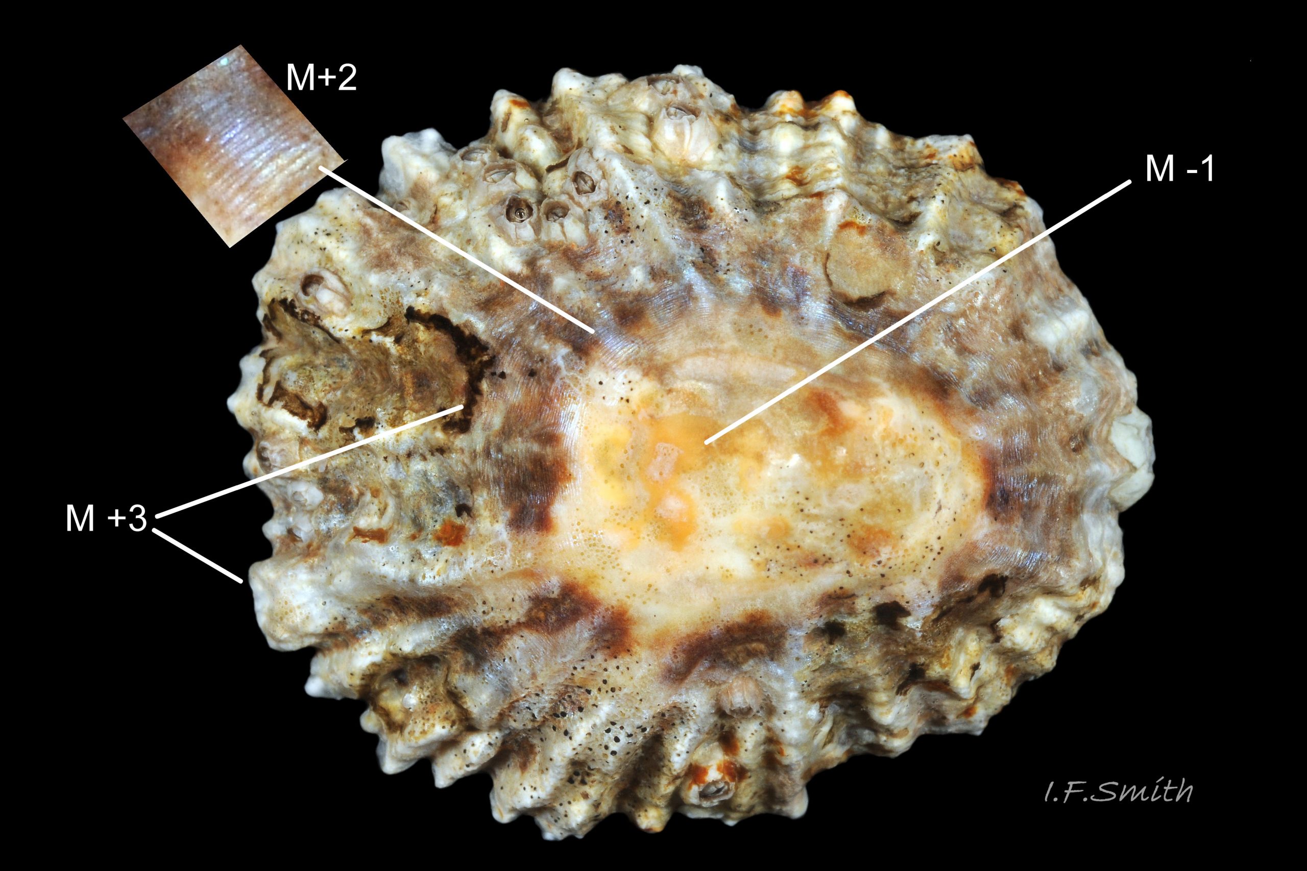 04 Patella shell. Exterior of Patella depressa shell. Length 24.9 mm.
