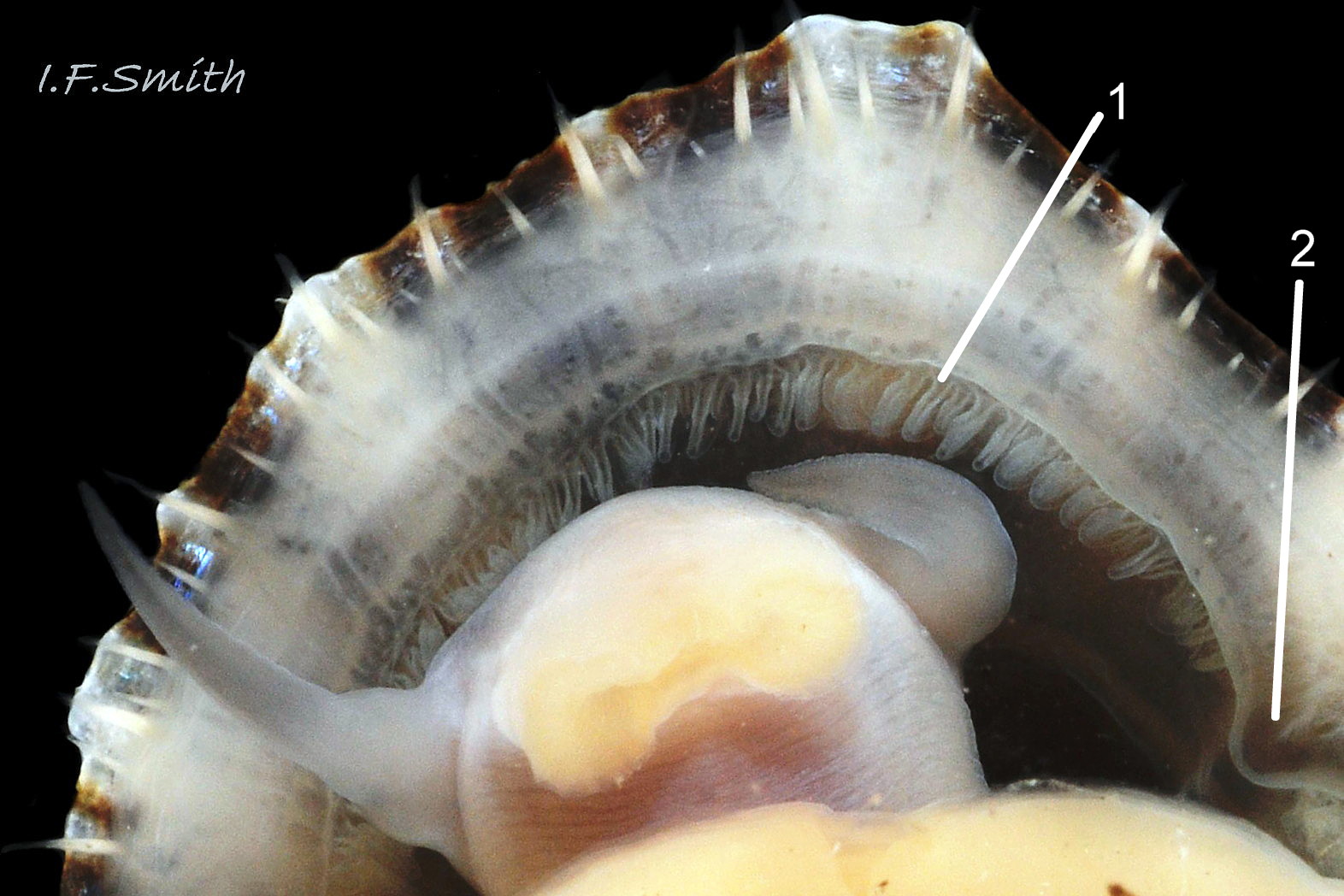 25 Patella ulyssiponensis. Shell-length 18.7mm.  North Yorkshire. September 2014.