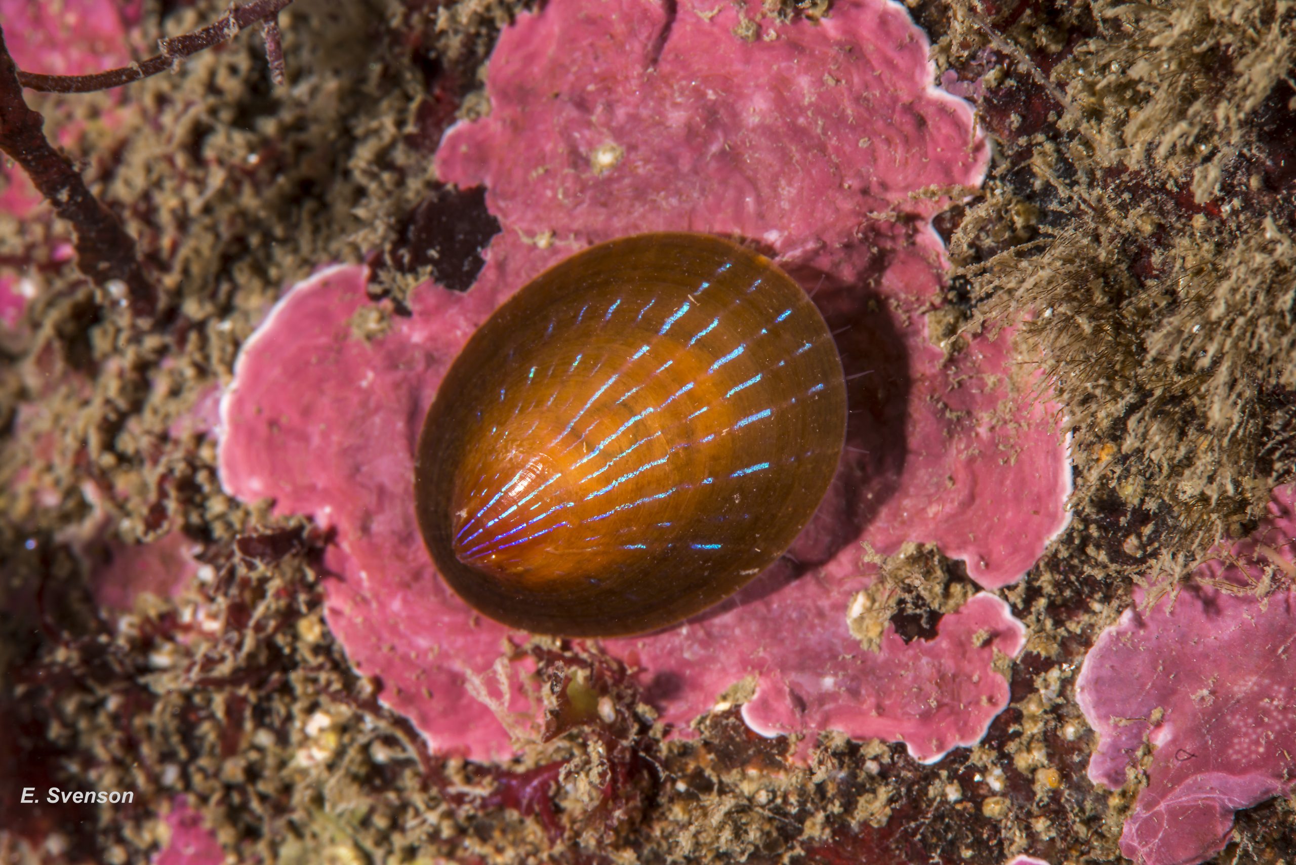 41 Patella pellucida. Early adult, Growth Stage 4 (GS4) . January 2015. Sublittoral. Egersund, S. Norway. © E. Svensen.