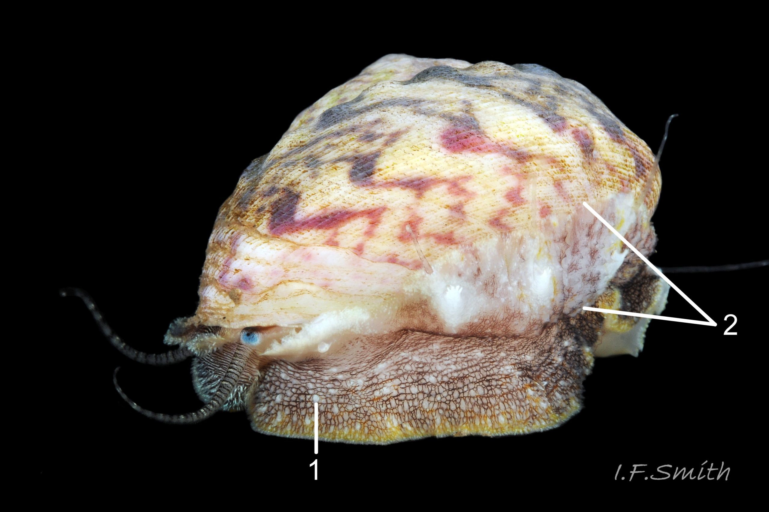 10 Gibbula magus. Height 19mm, breadth 25mm. Cardigan Bay, Wales. 2015.