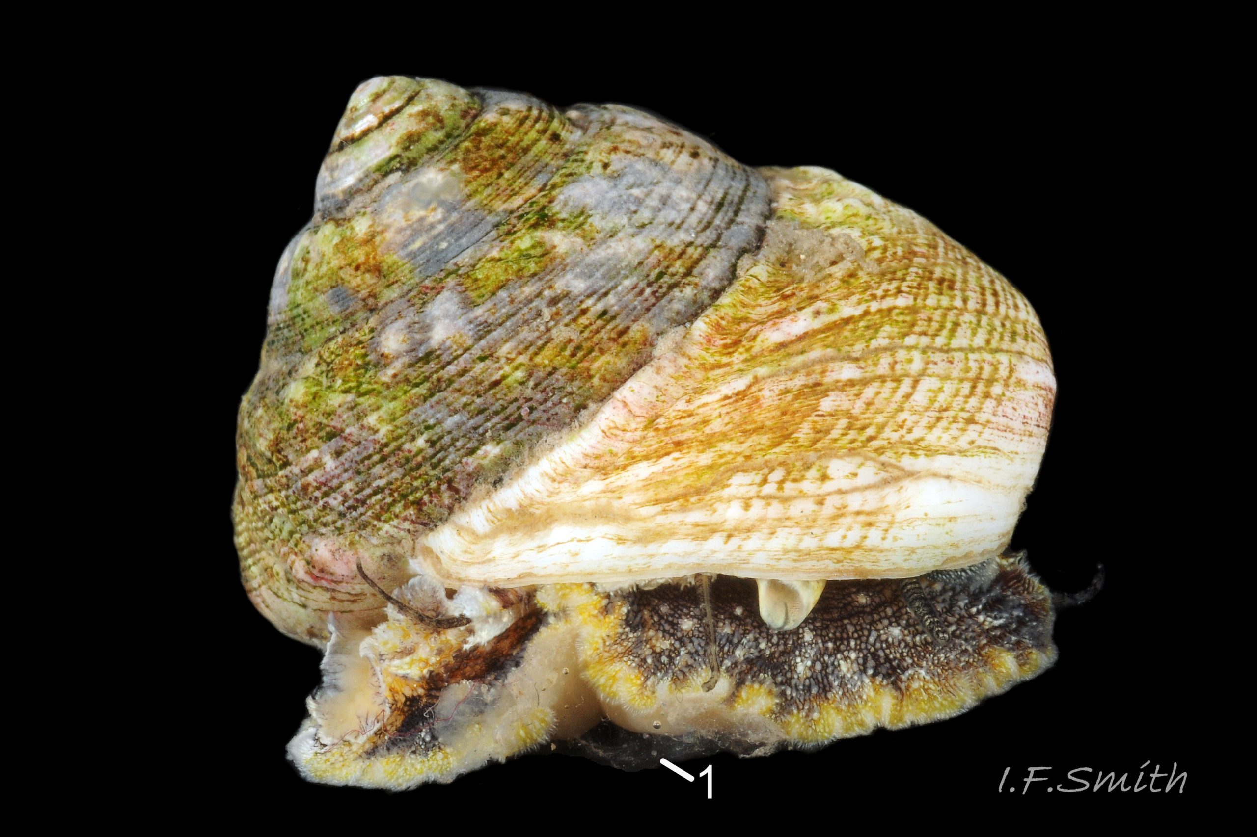01 Gibbula magus. Large specimen, height (apex to base of shell) 25.5 mm, breadth 31.5 mm. Cardigan Bay, Wales. 2015.